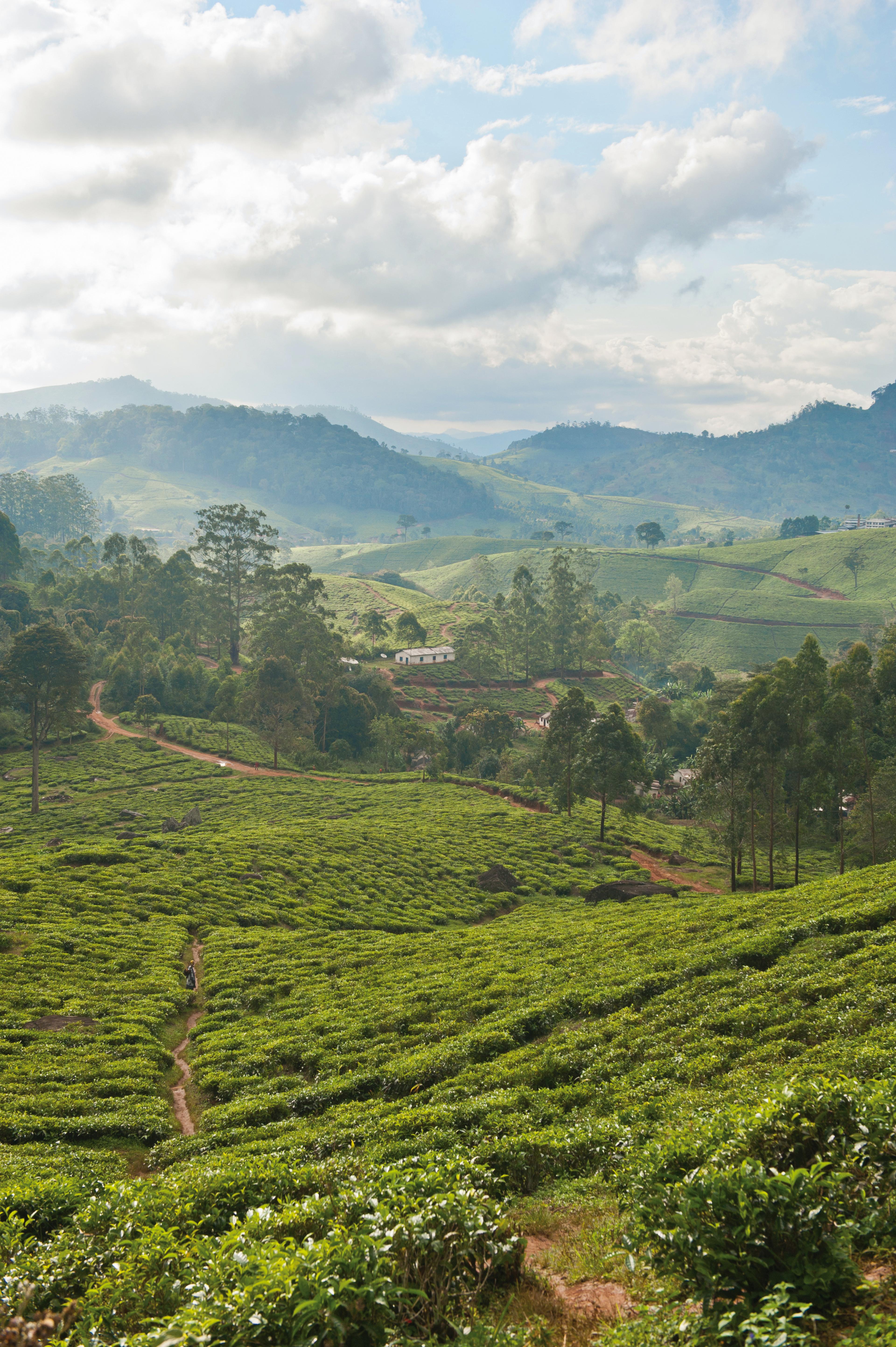 Een theeplantage in Tanzania