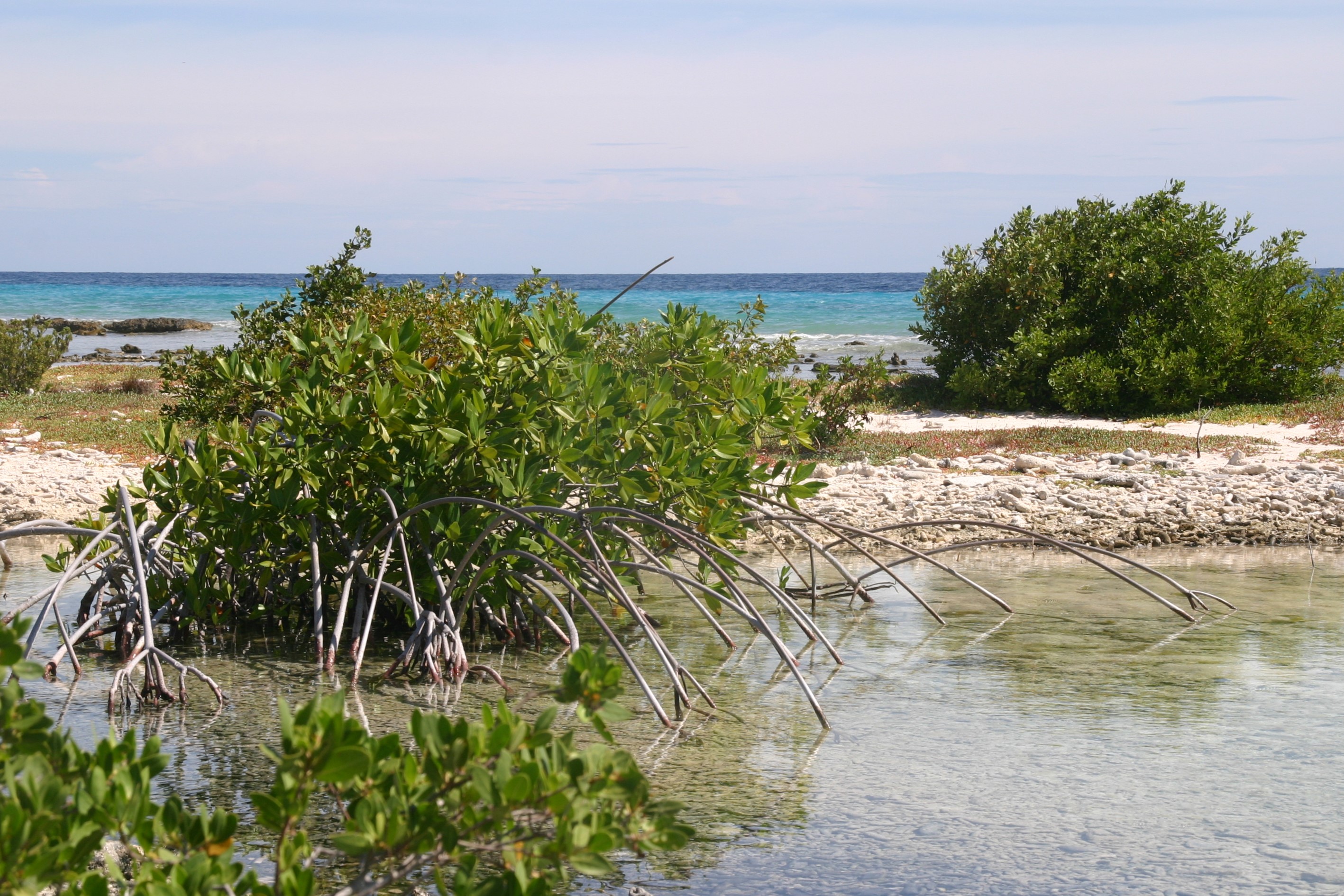 Mangrove bij zoutmeren, Bonaire