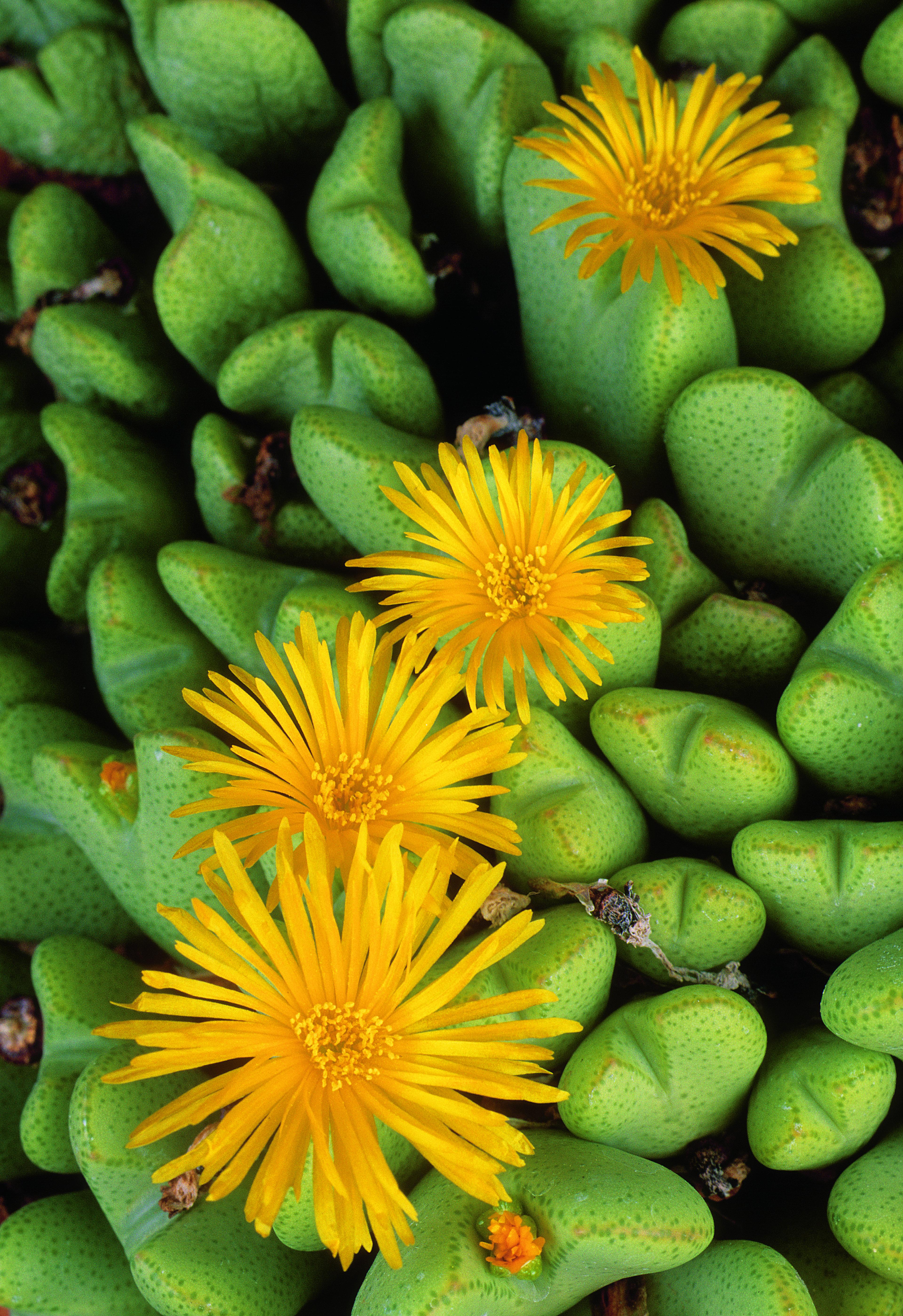 Conophytum