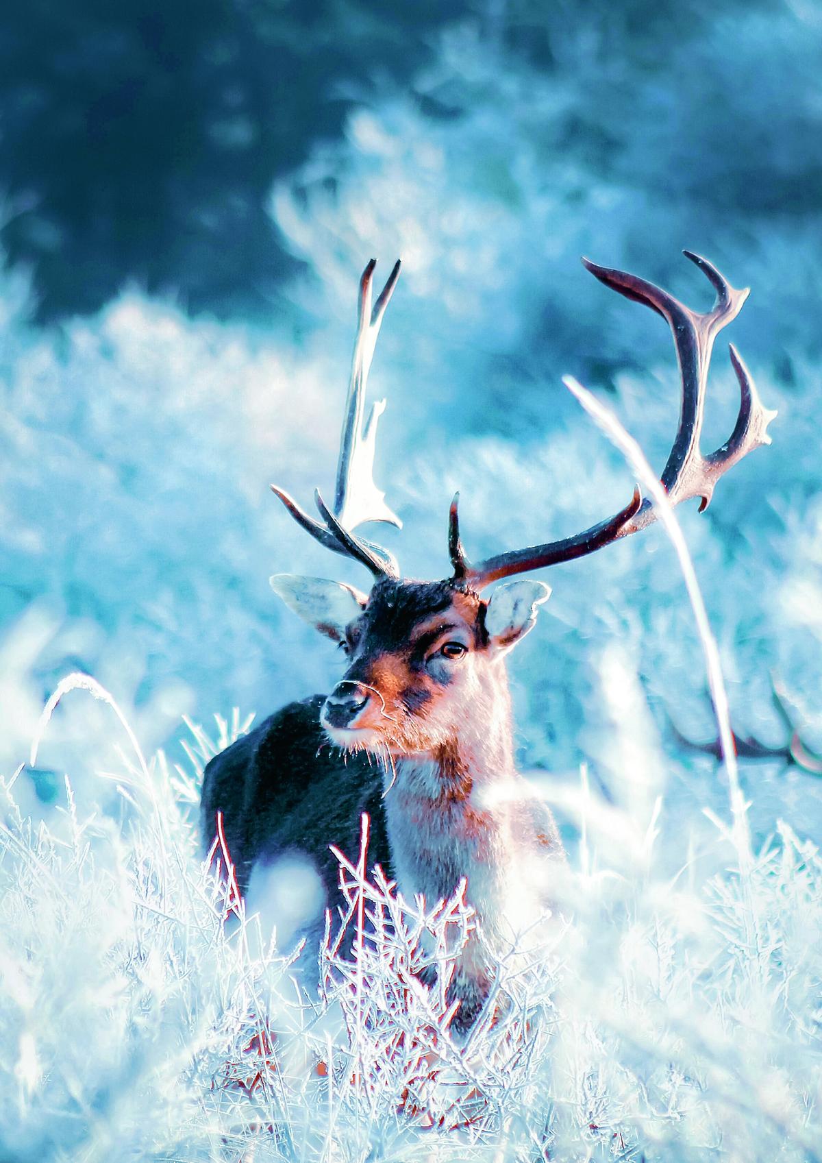 Edelhert tijdens winter