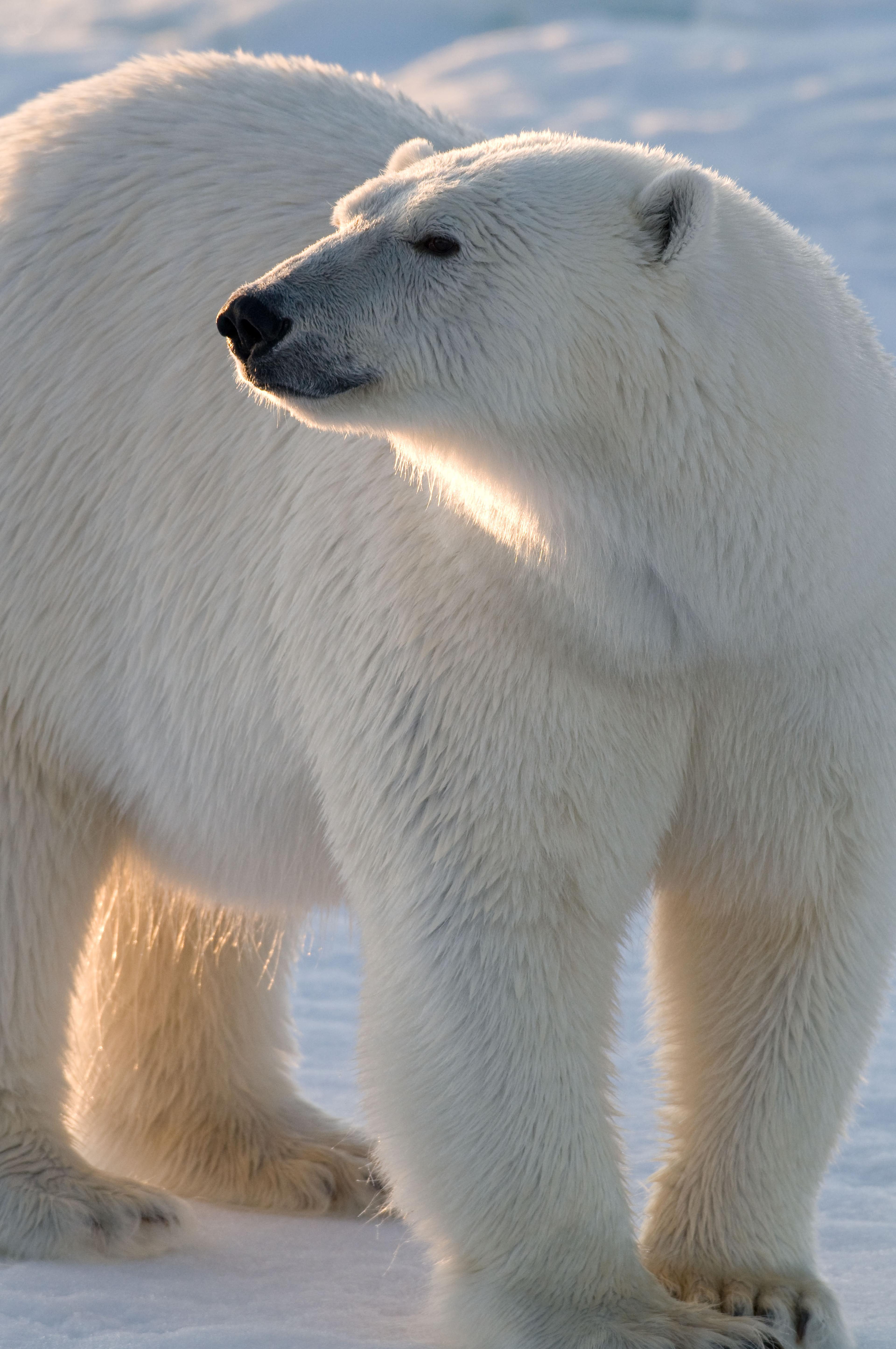 IJsbeer (Ursus maritimus) op Spitsbergen, Svalbard, Noorwegen.