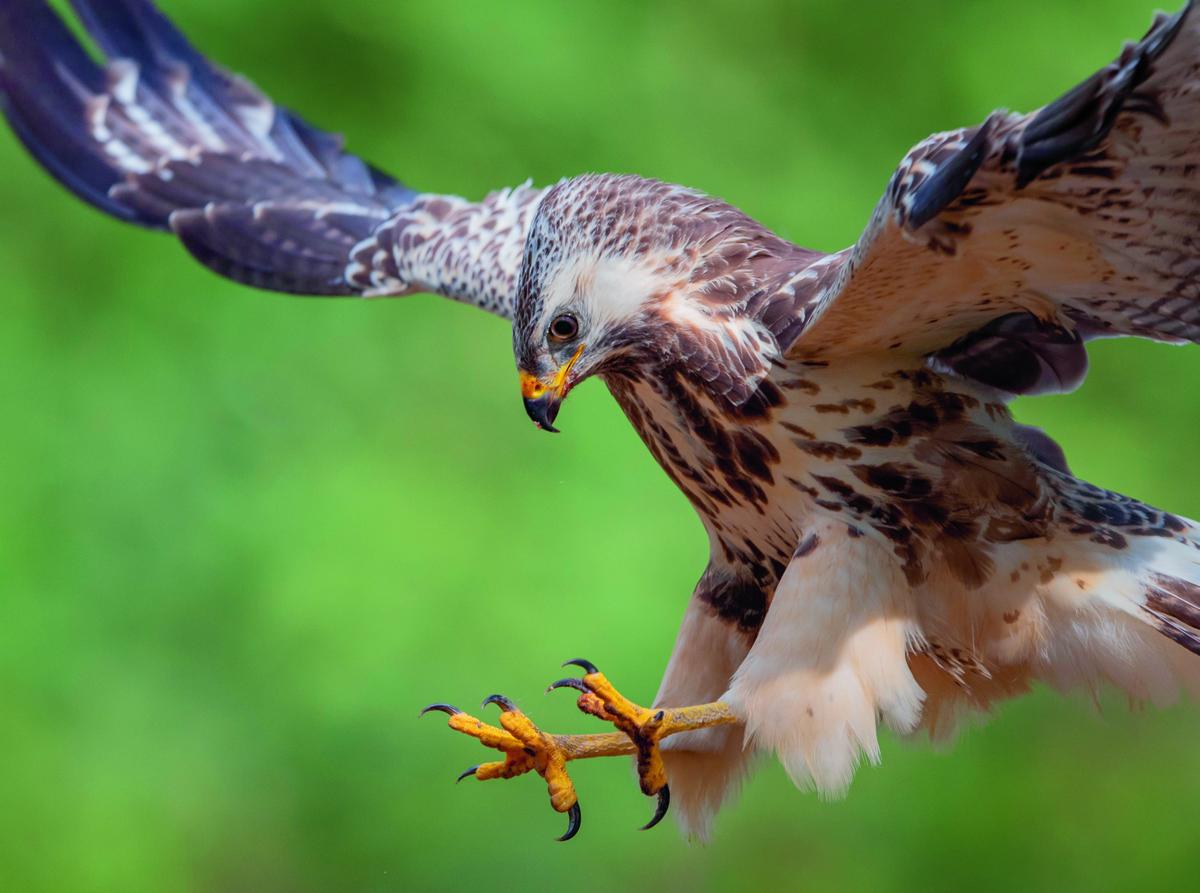 Close-up landing van een buizerd