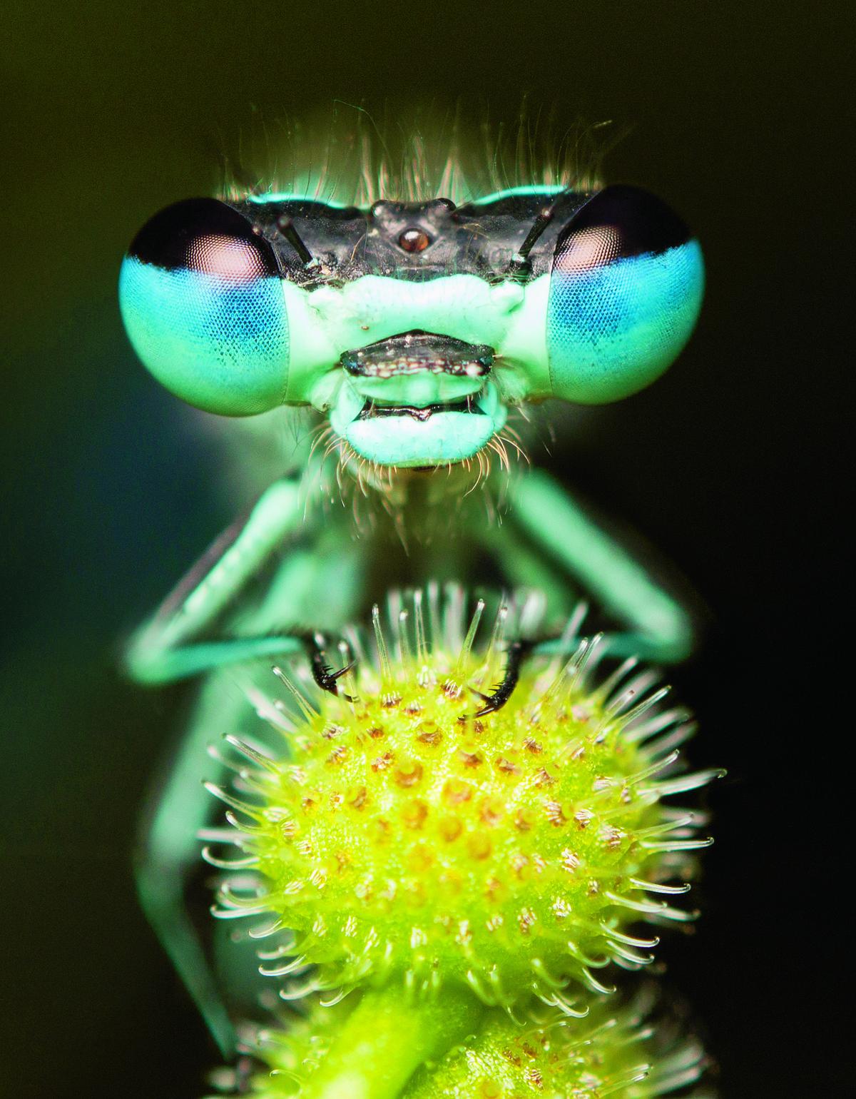 Close-up Waterjuffer