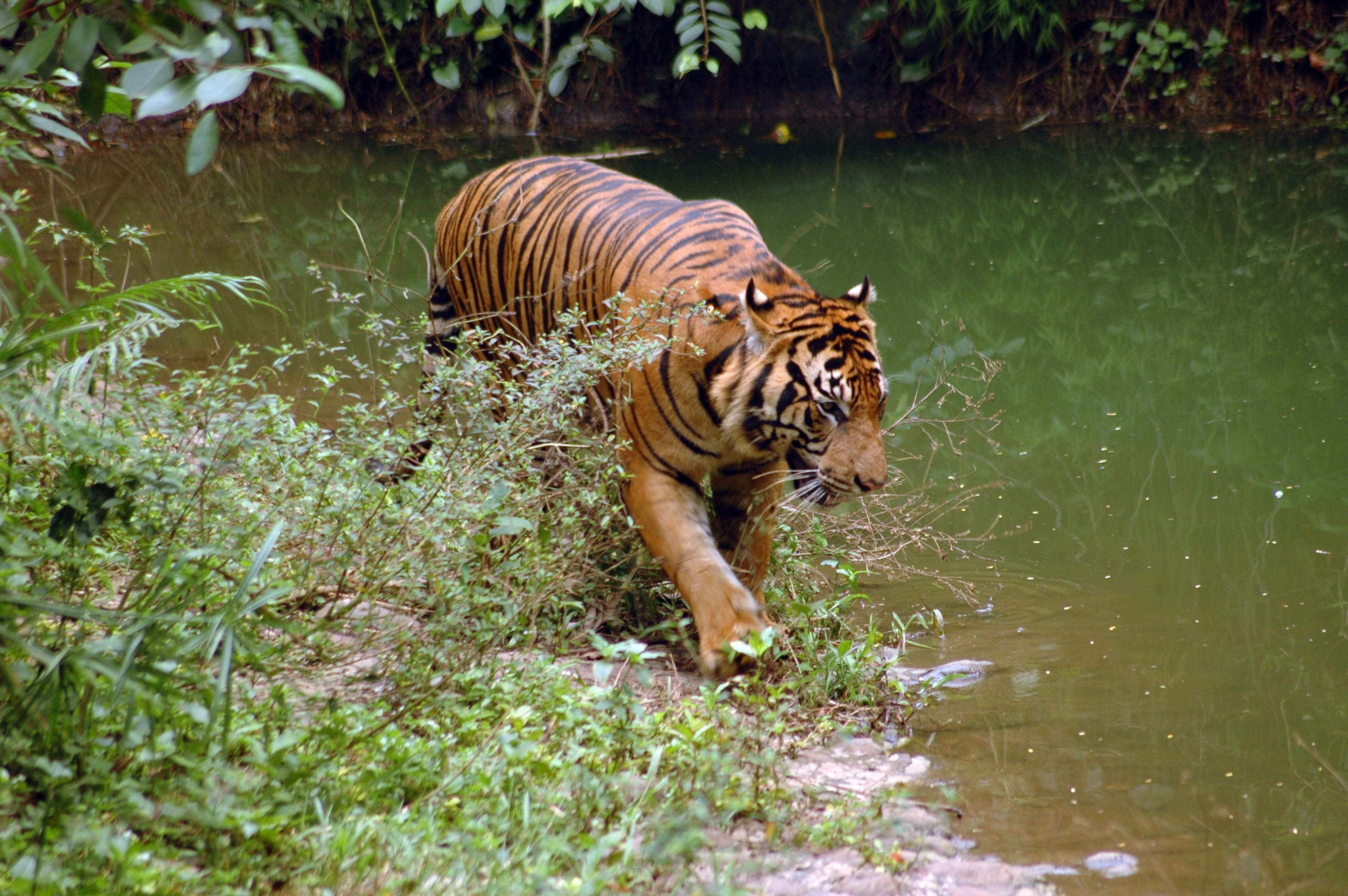 Sumatraanse tijger vastgelegd op cameraval
