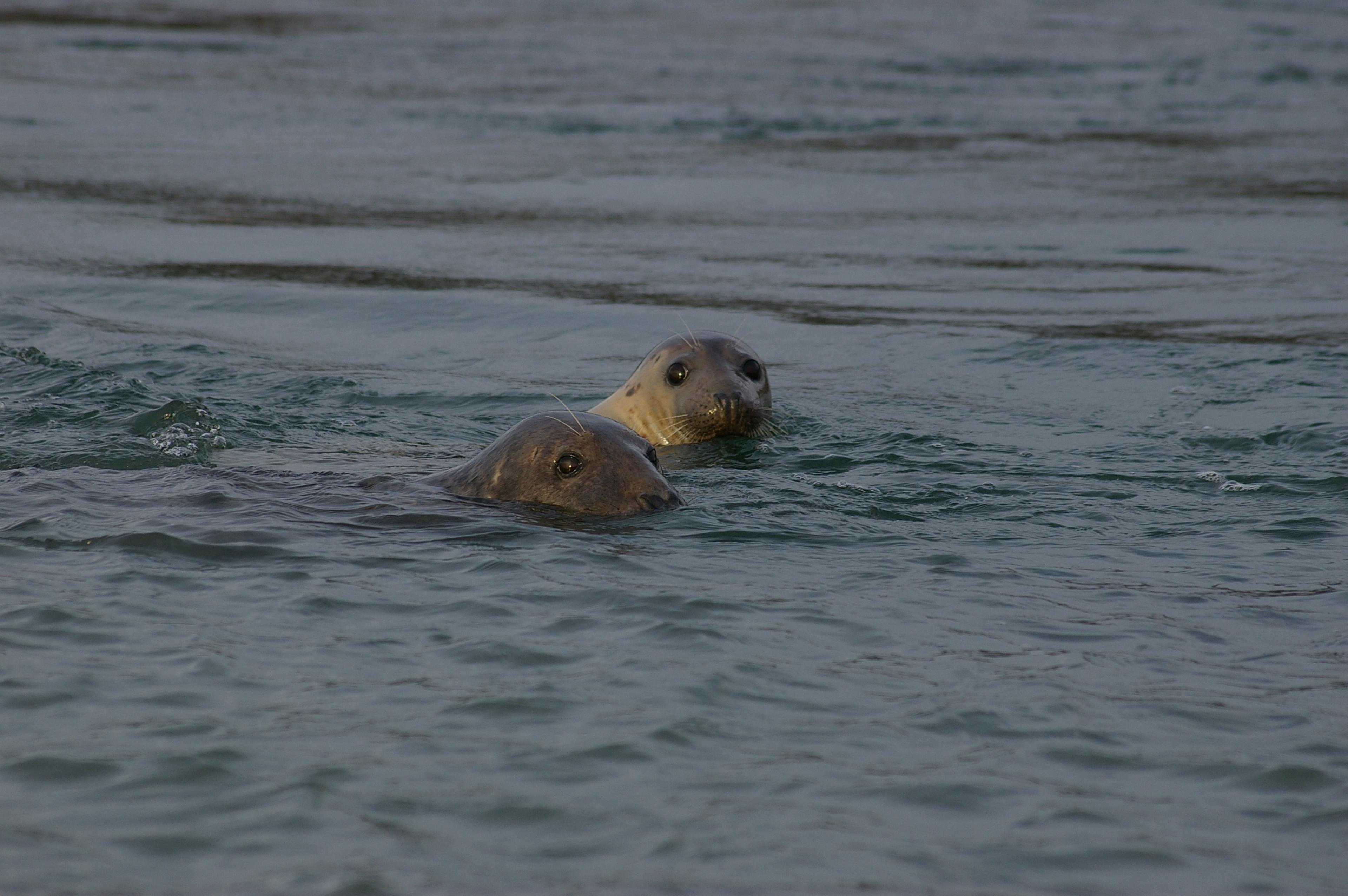 Twee grijze zeehonden, kop boven water