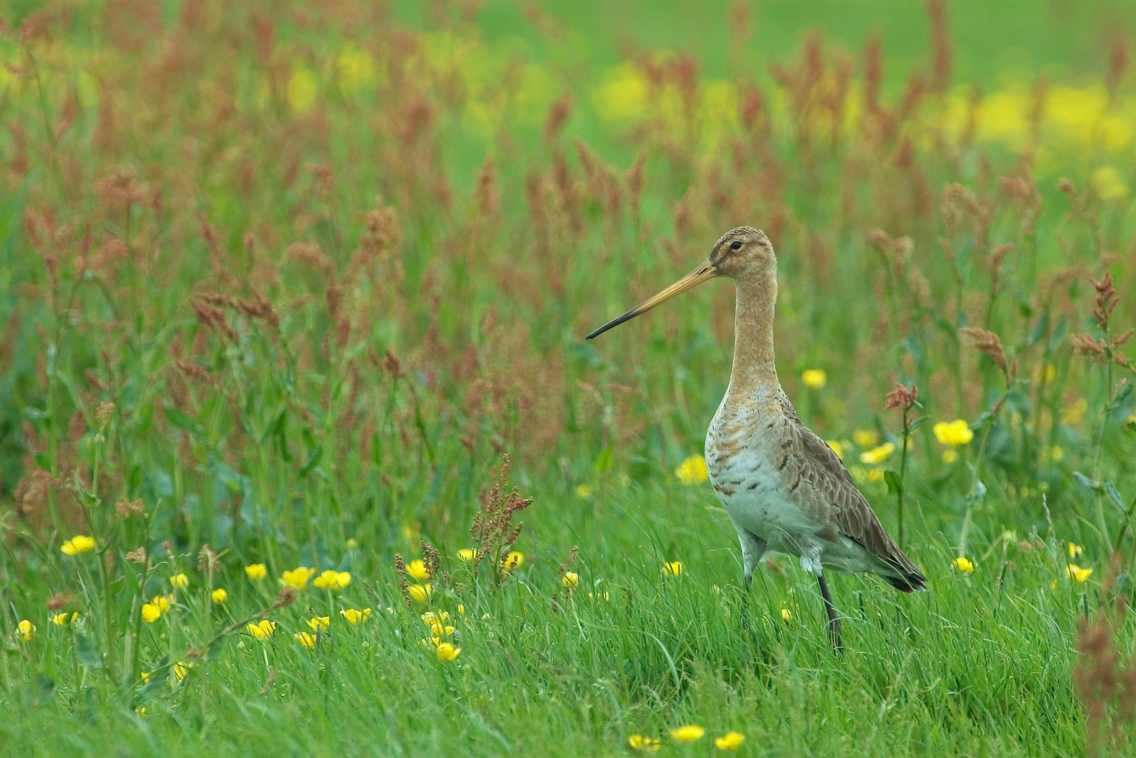 Grutto in bloemrijk grasland