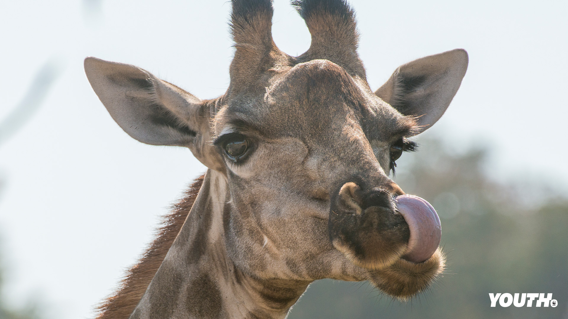 giraffe