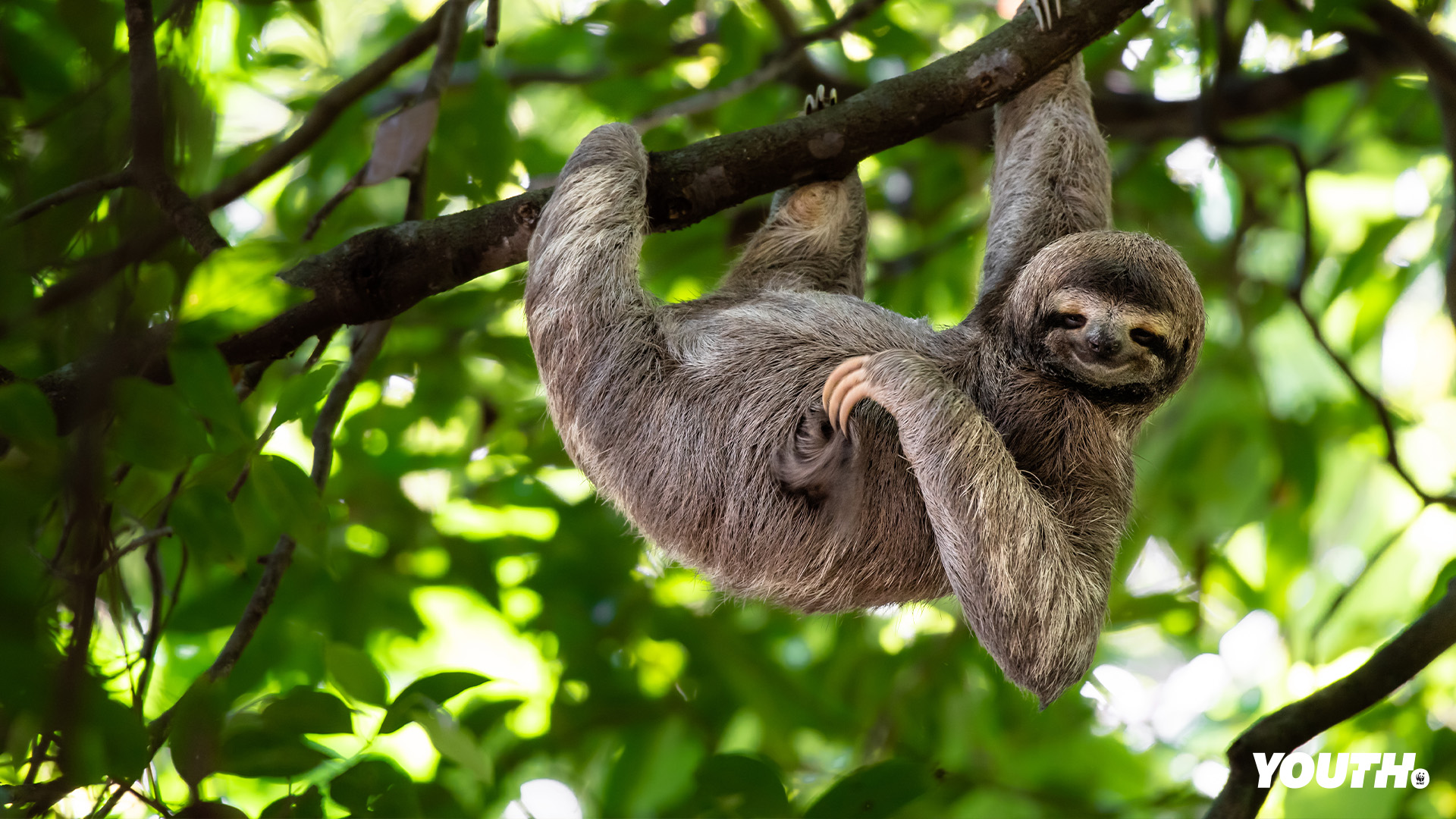 WWF_Youth_Wallpaper_Desktop_4.jpg