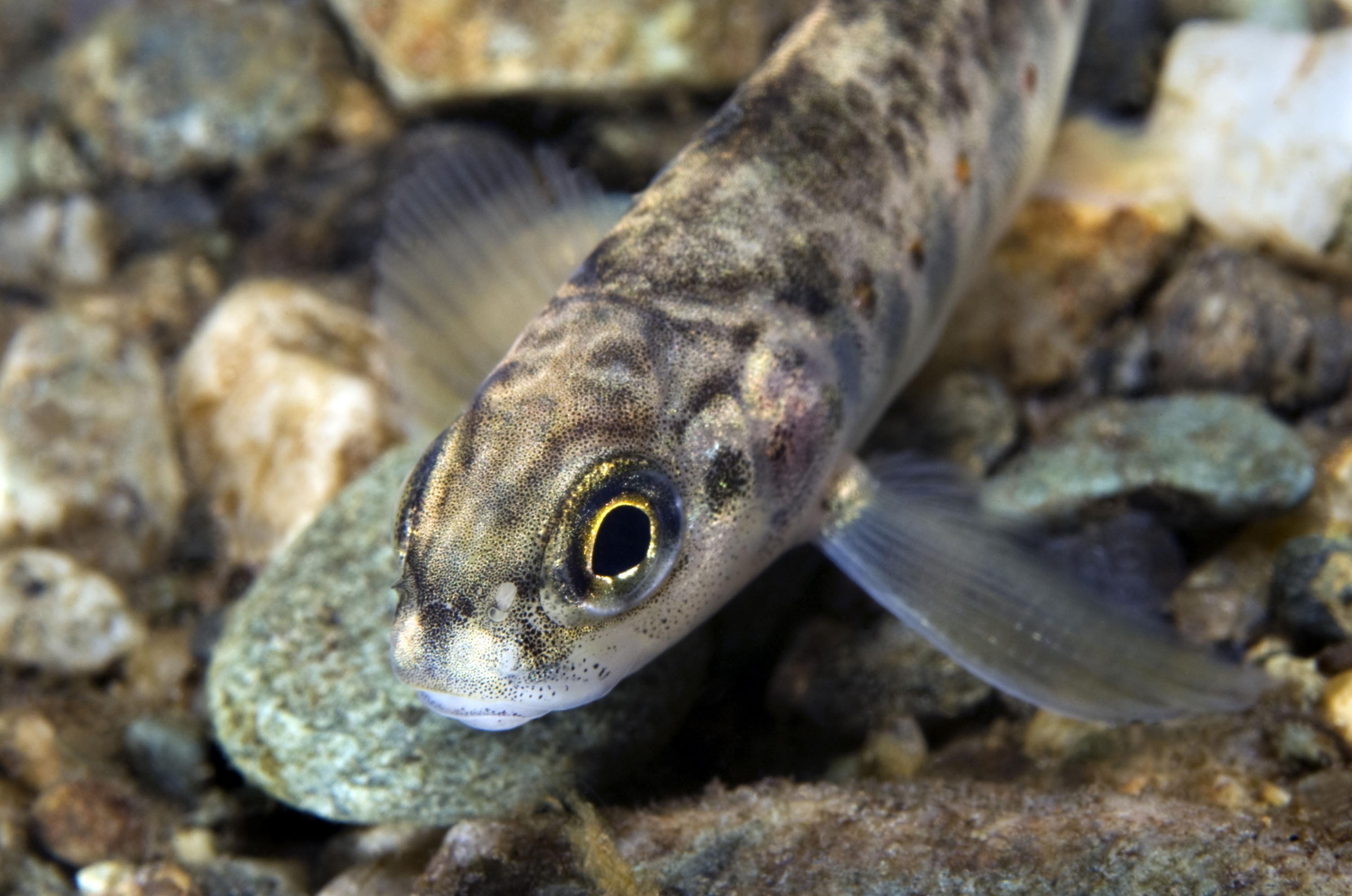 Jonge zalm zwemt boven stenen