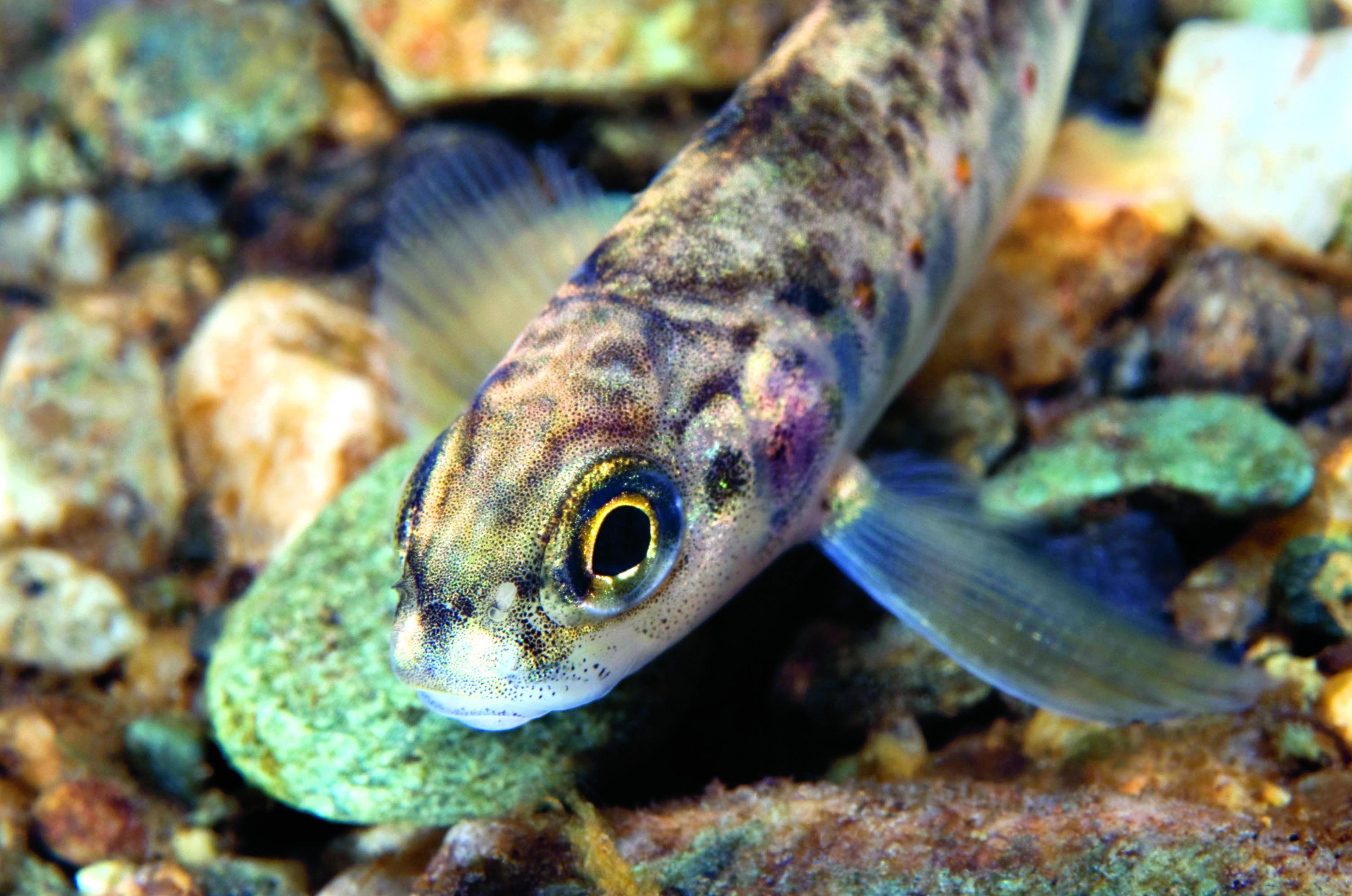 Jonge zalm zwemt boven stenen