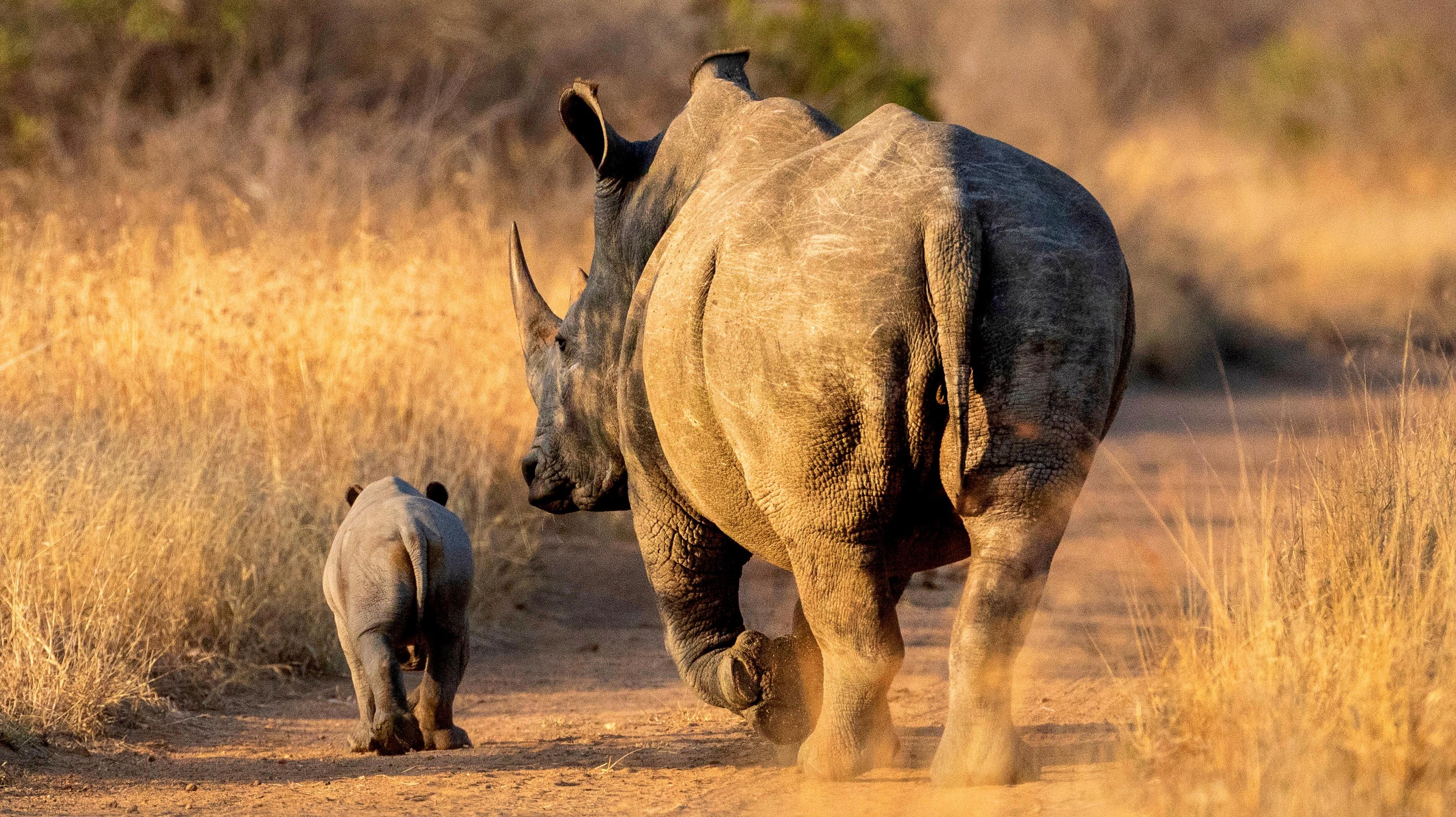 volwassenen neushoorn met kleintje