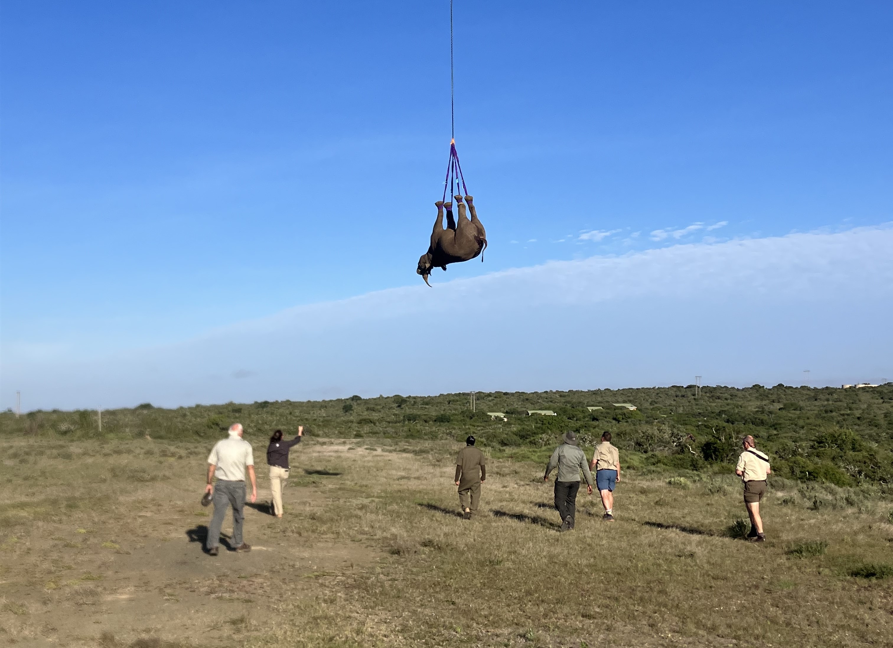 Translocatie 25e neushoorn.JPG