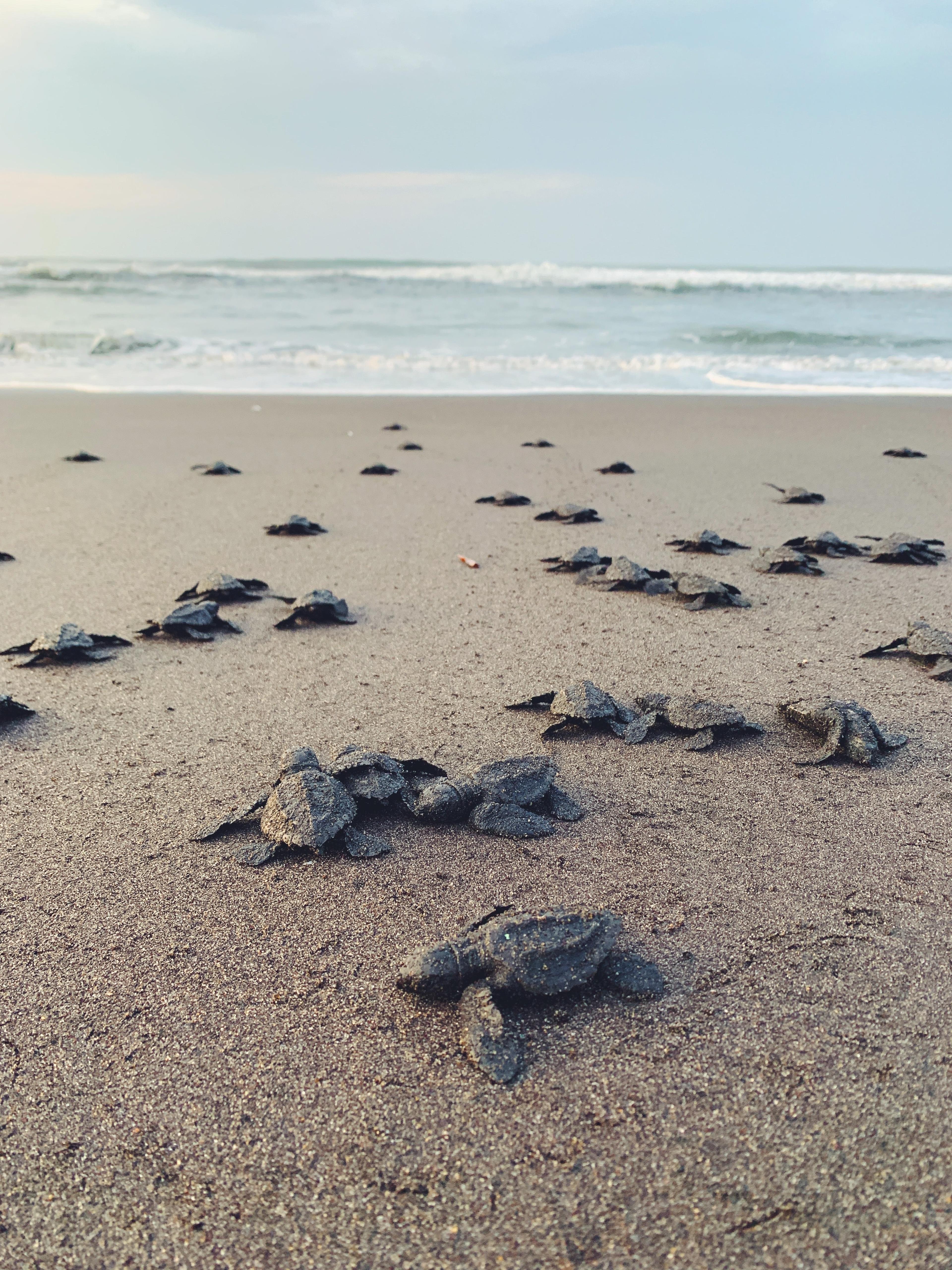 Babyschildpadjes op het strand