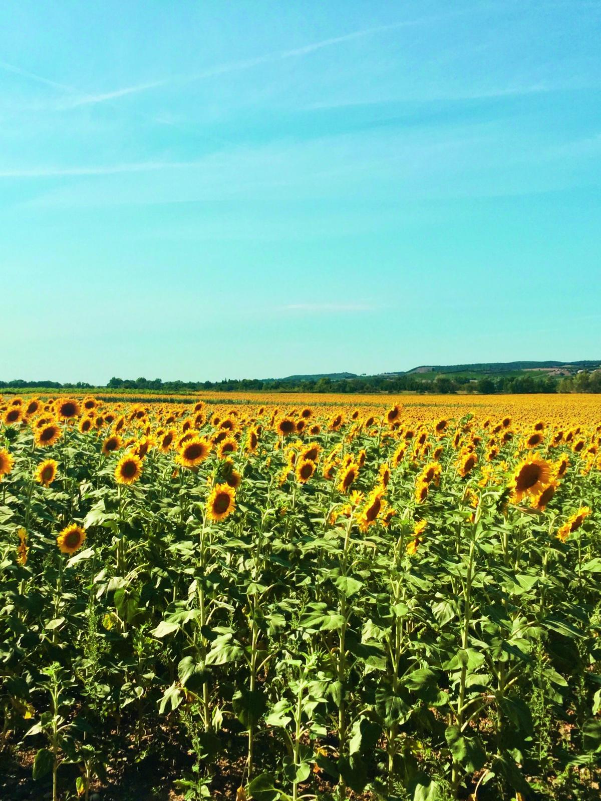 Een landschap met zonnebloemen
