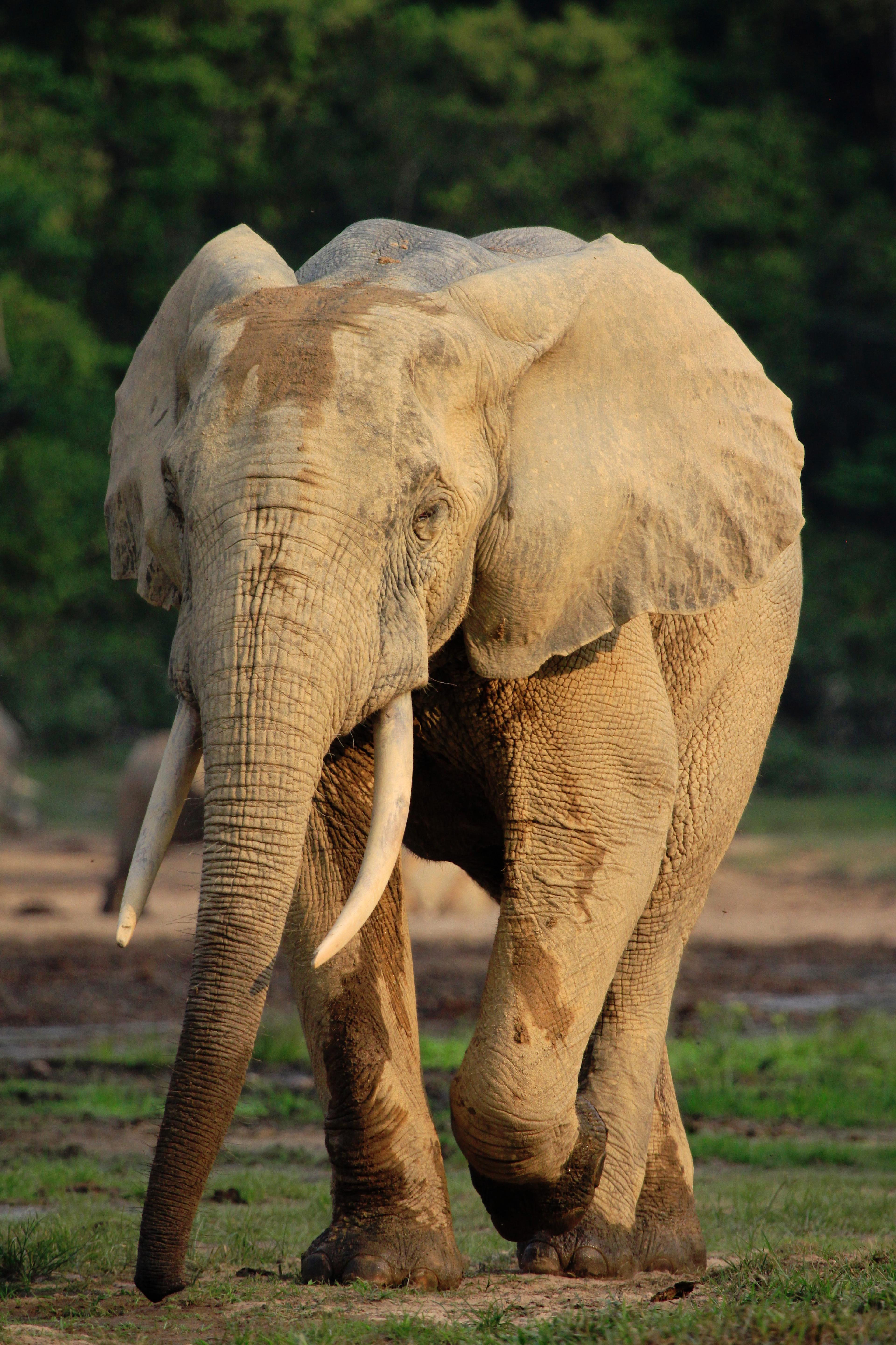 Bosolifant loopt, Congo