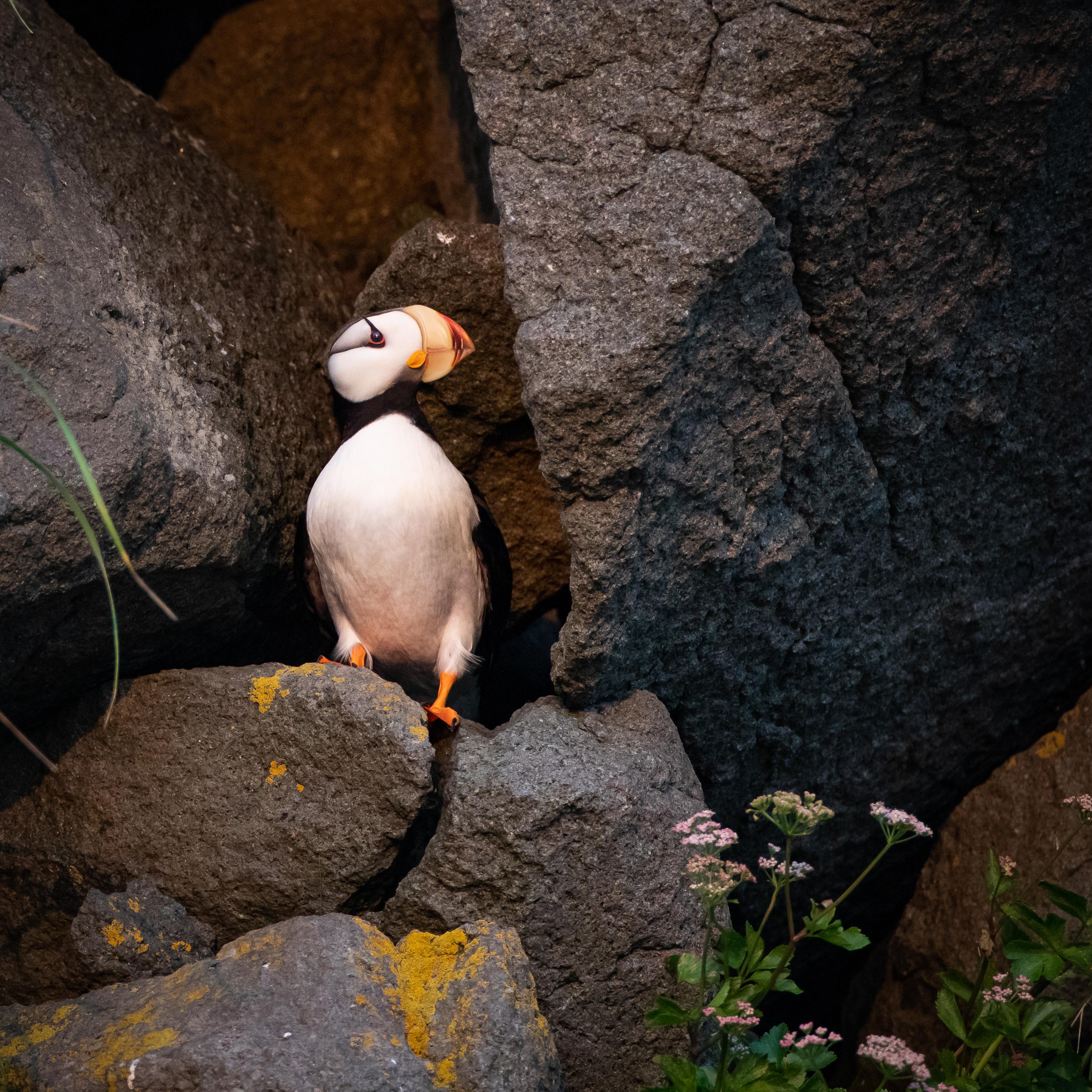 Puffin, papegaaiduiker, tussen de rotsen, Alaska