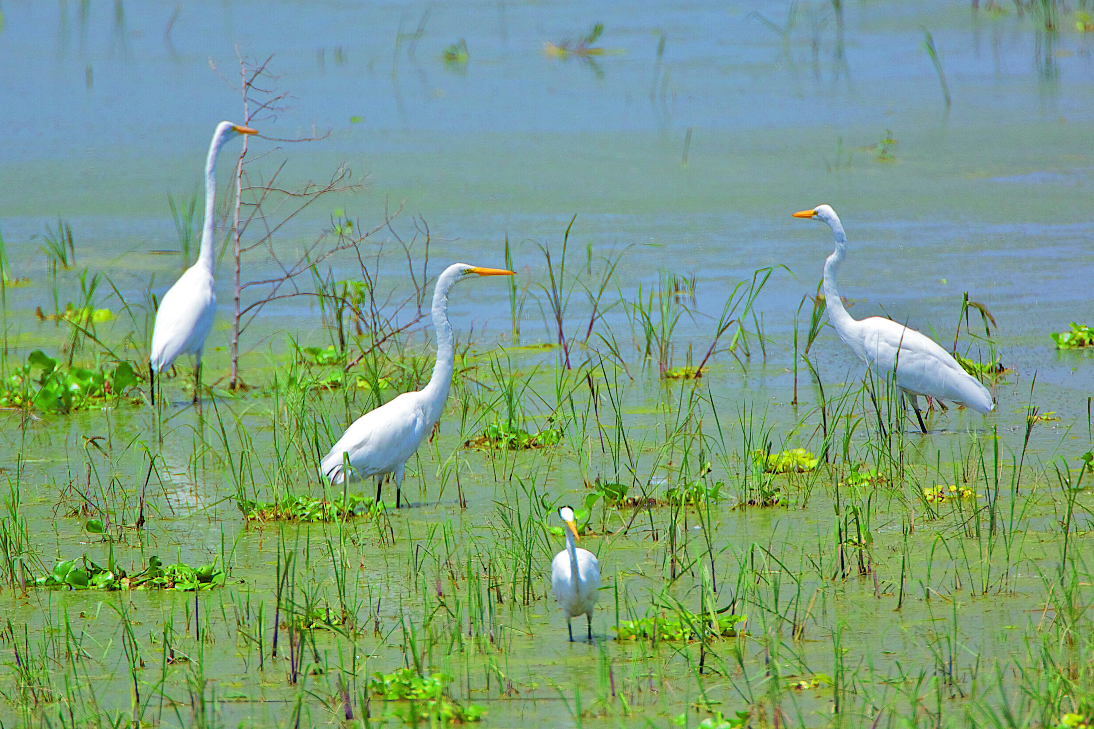 Grote zilverreigers