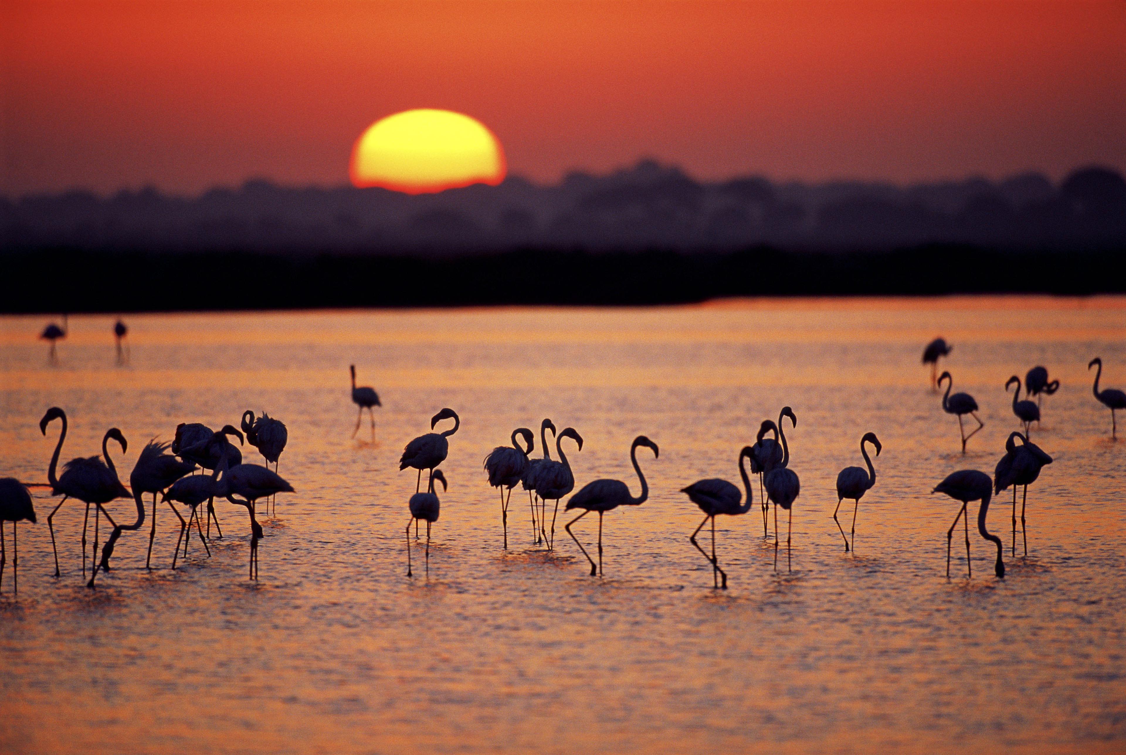 Flamingos in Donana National Park, Spanje, zonsondergang