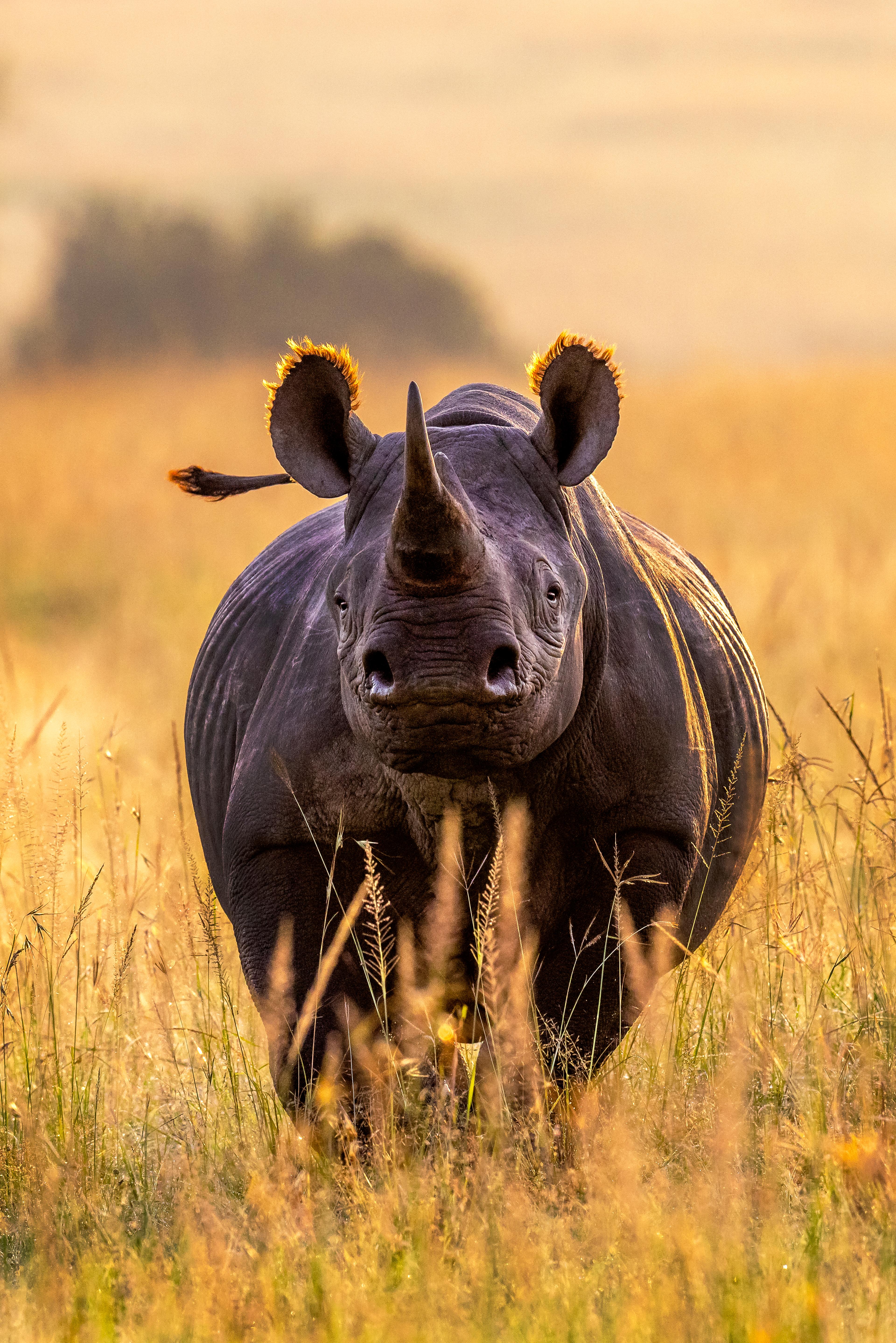 Mannelijke zwarte neushoorn (Diceros bicornis) die bij zonsopkomst door hoog gras draaft in het Masai Mara National Reserve in Kenia, Afrika.