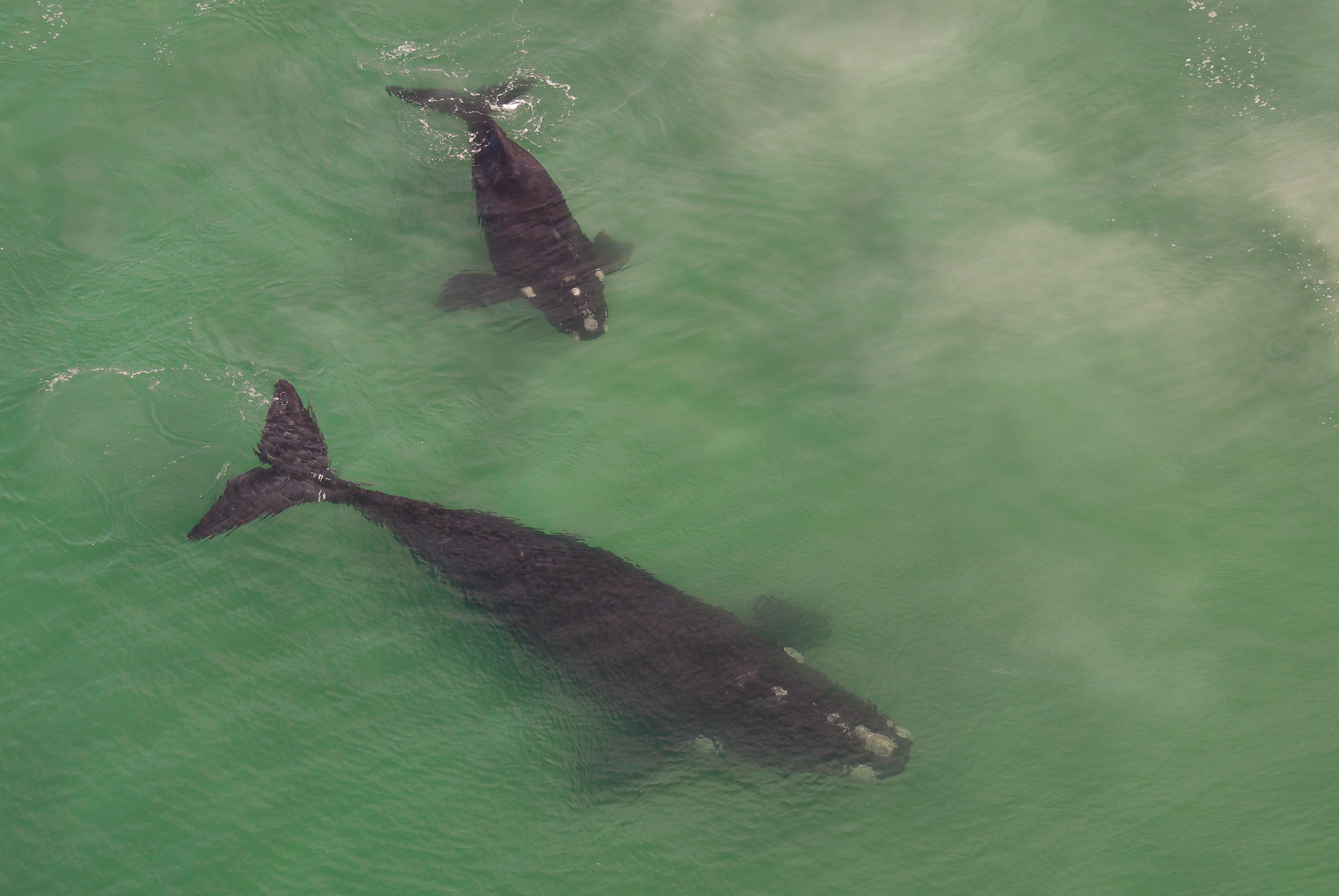 Een walvis moeder en een kalf in ondiepe water