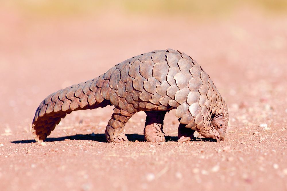 Schubdier pangolin