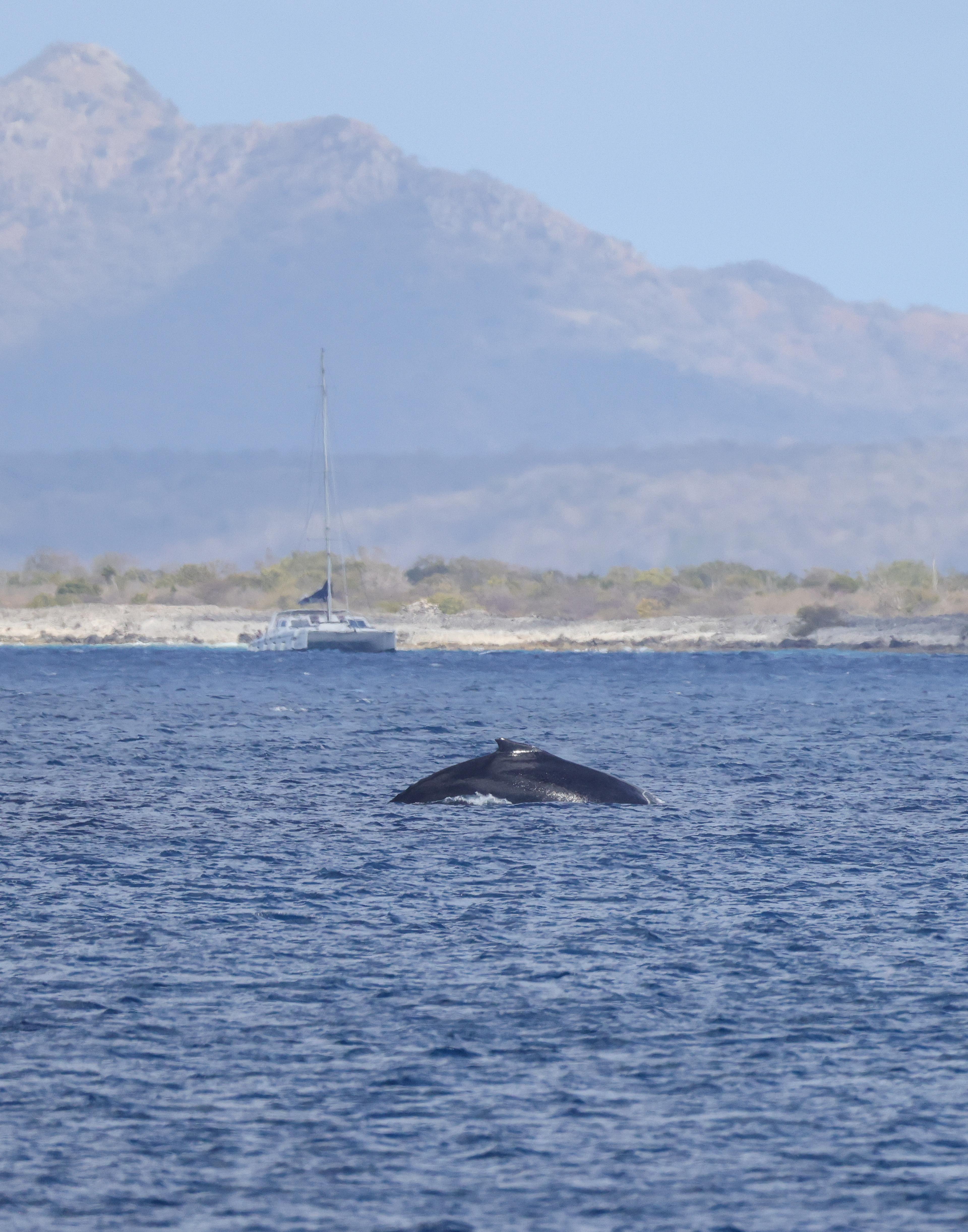 Bultrug voor kust van Bonaire.