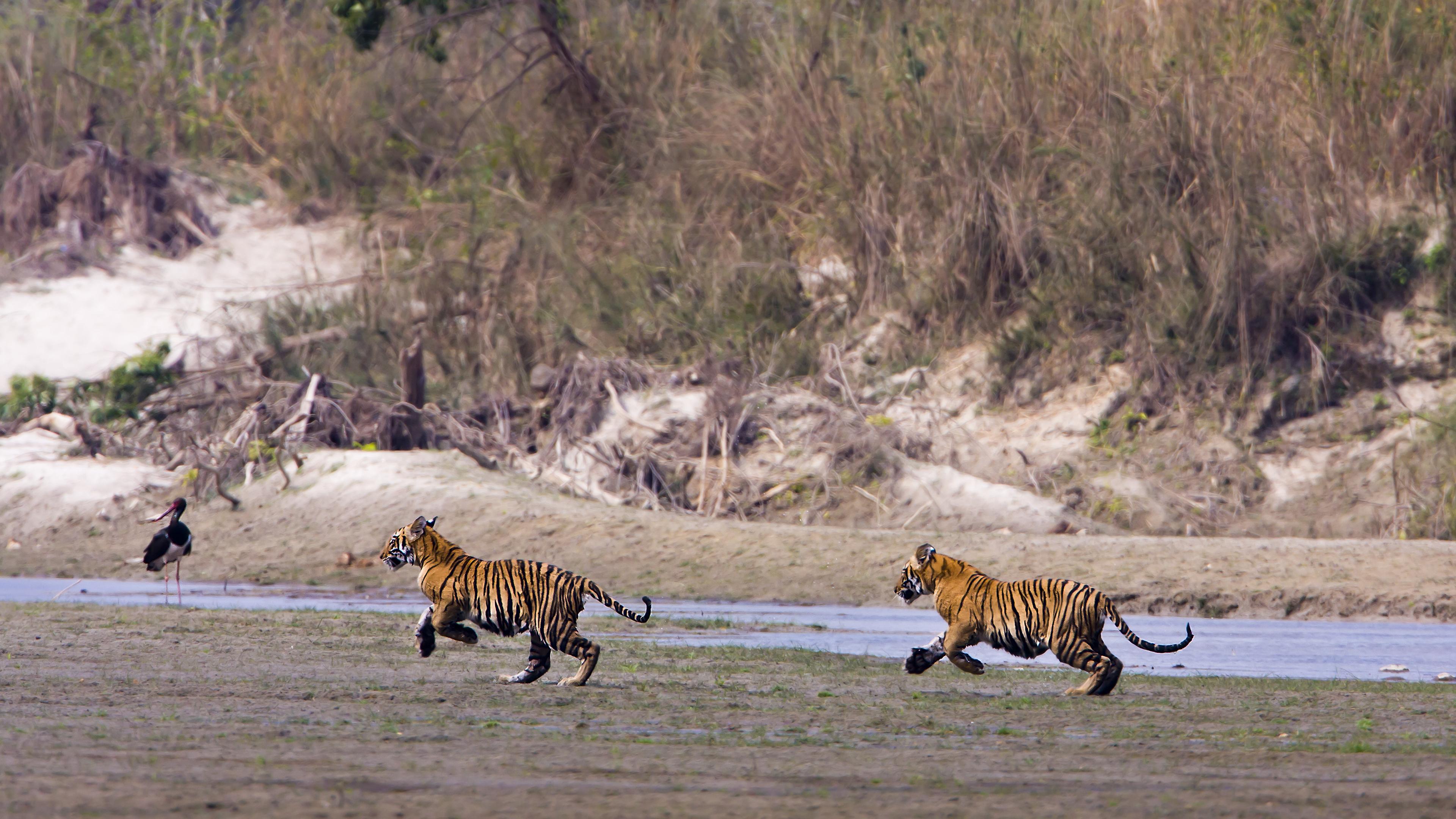 Twee rennende tijgerwelpen in Nepal