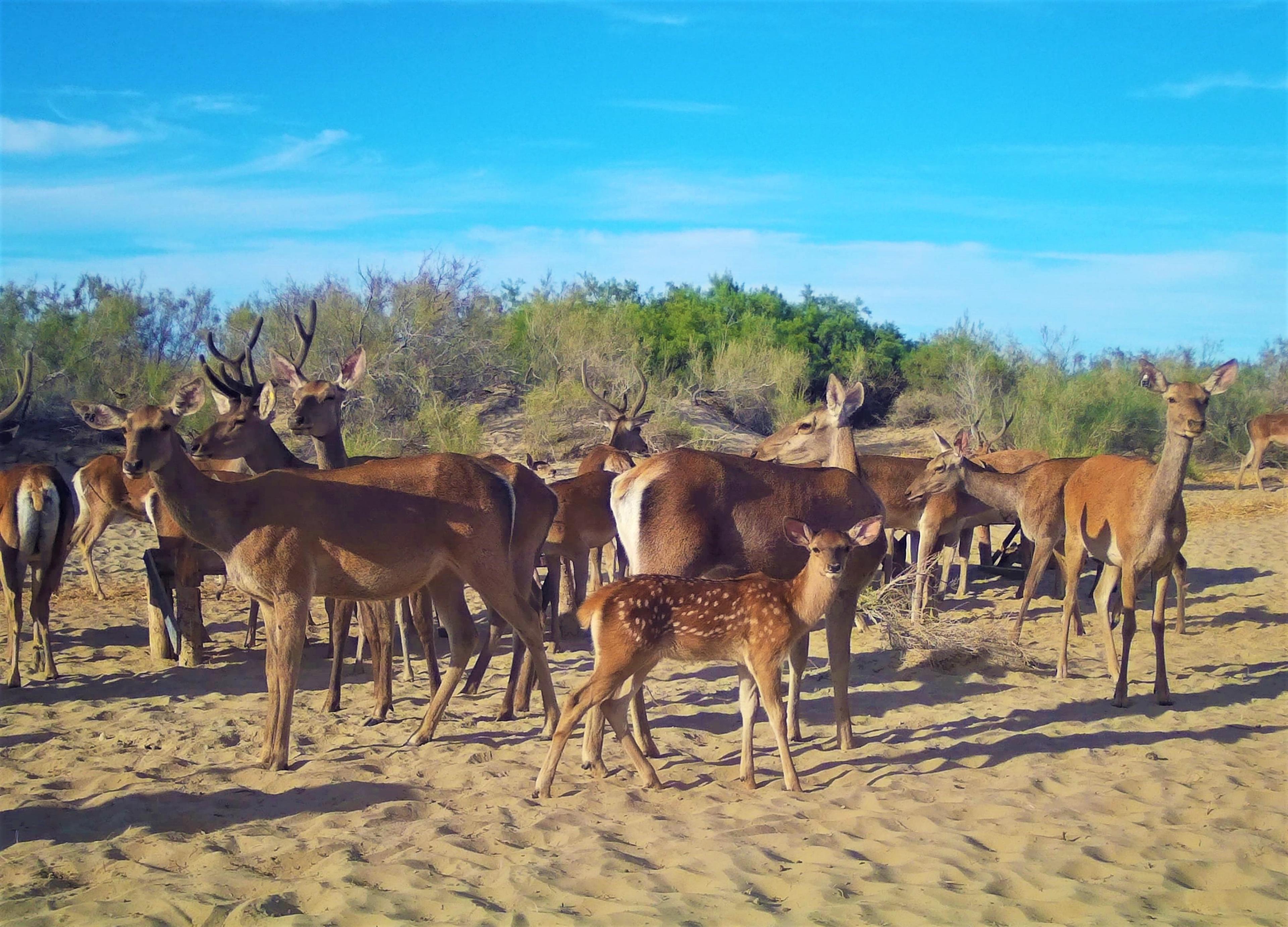 Bukhara Deer herd in Ili Balkhash Reserve