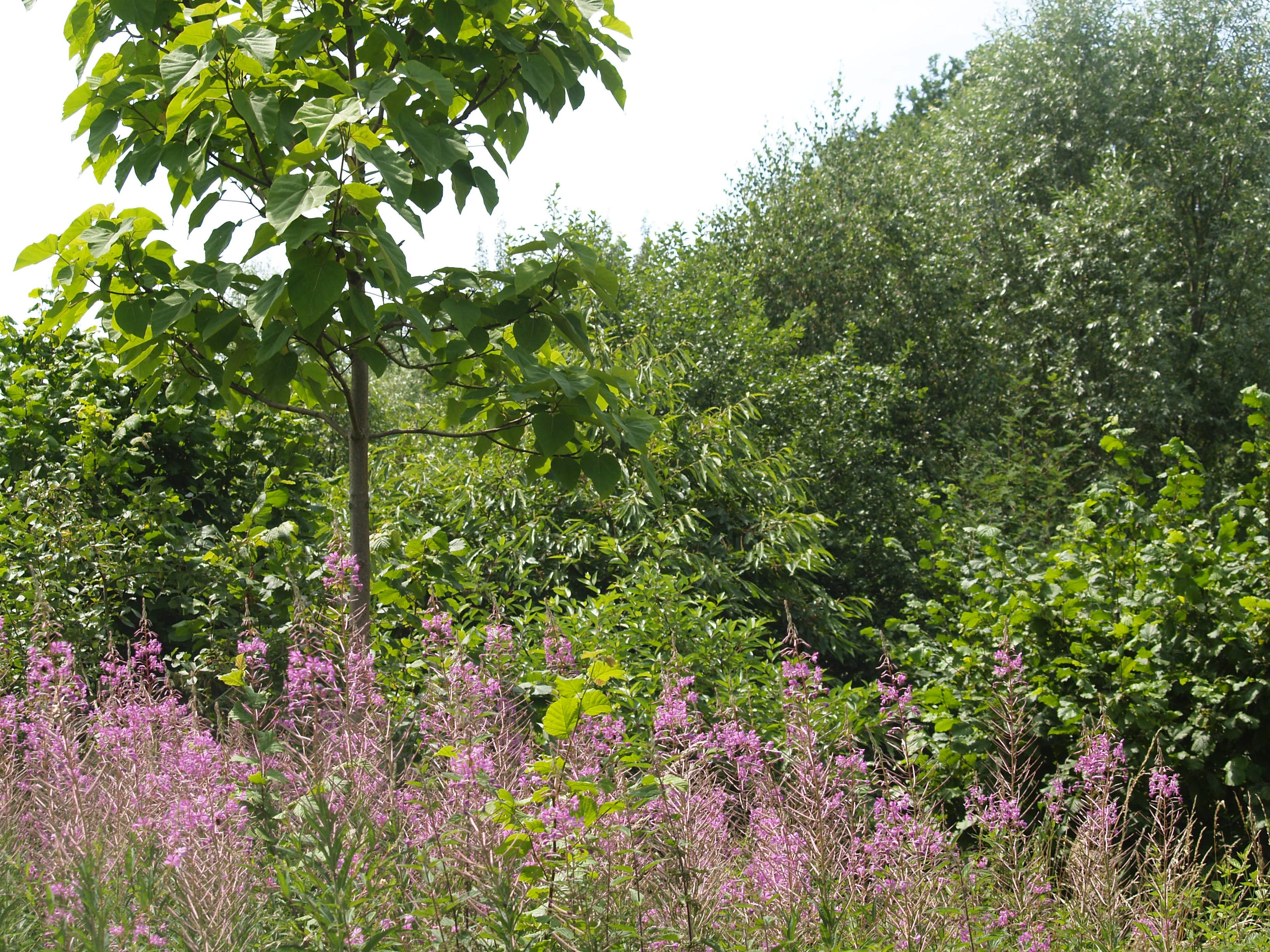 Wilgenroosje
