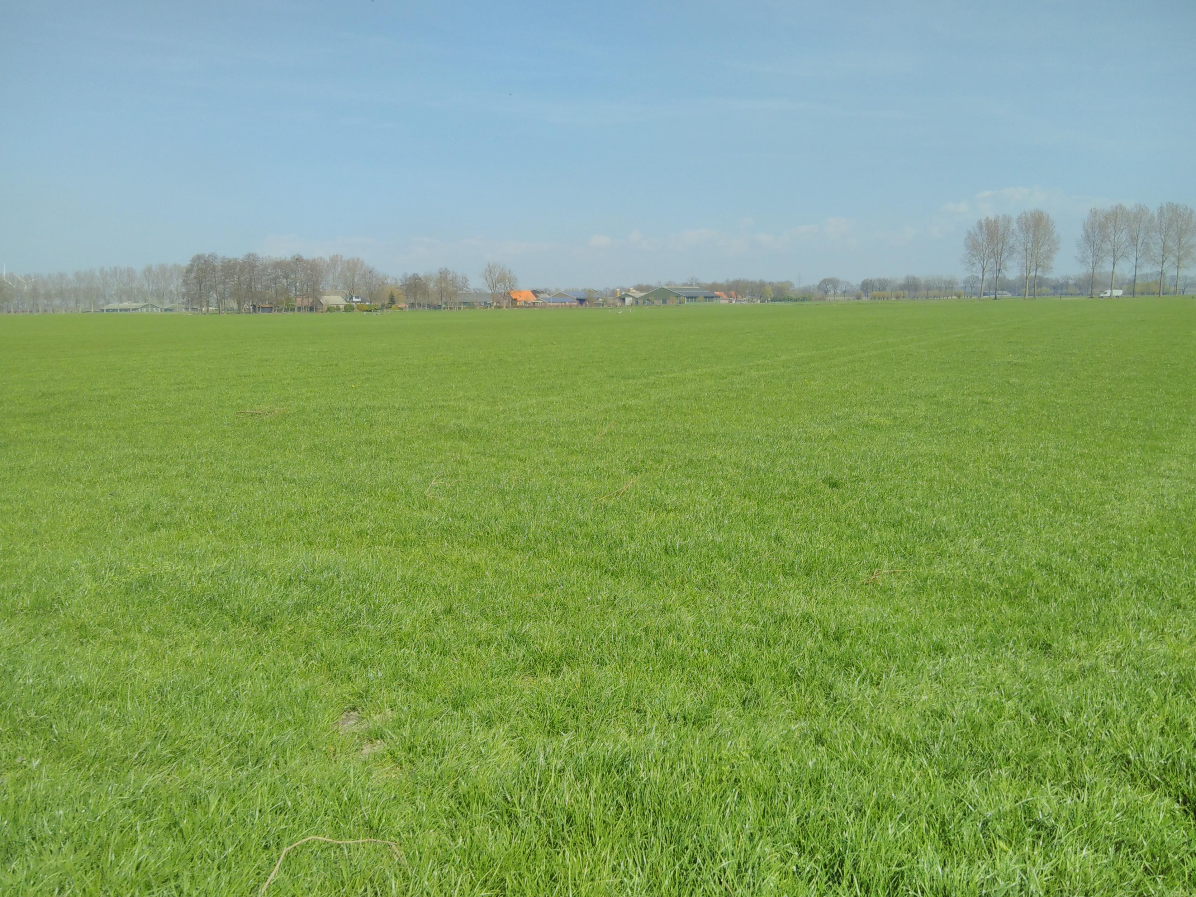 Groen gras