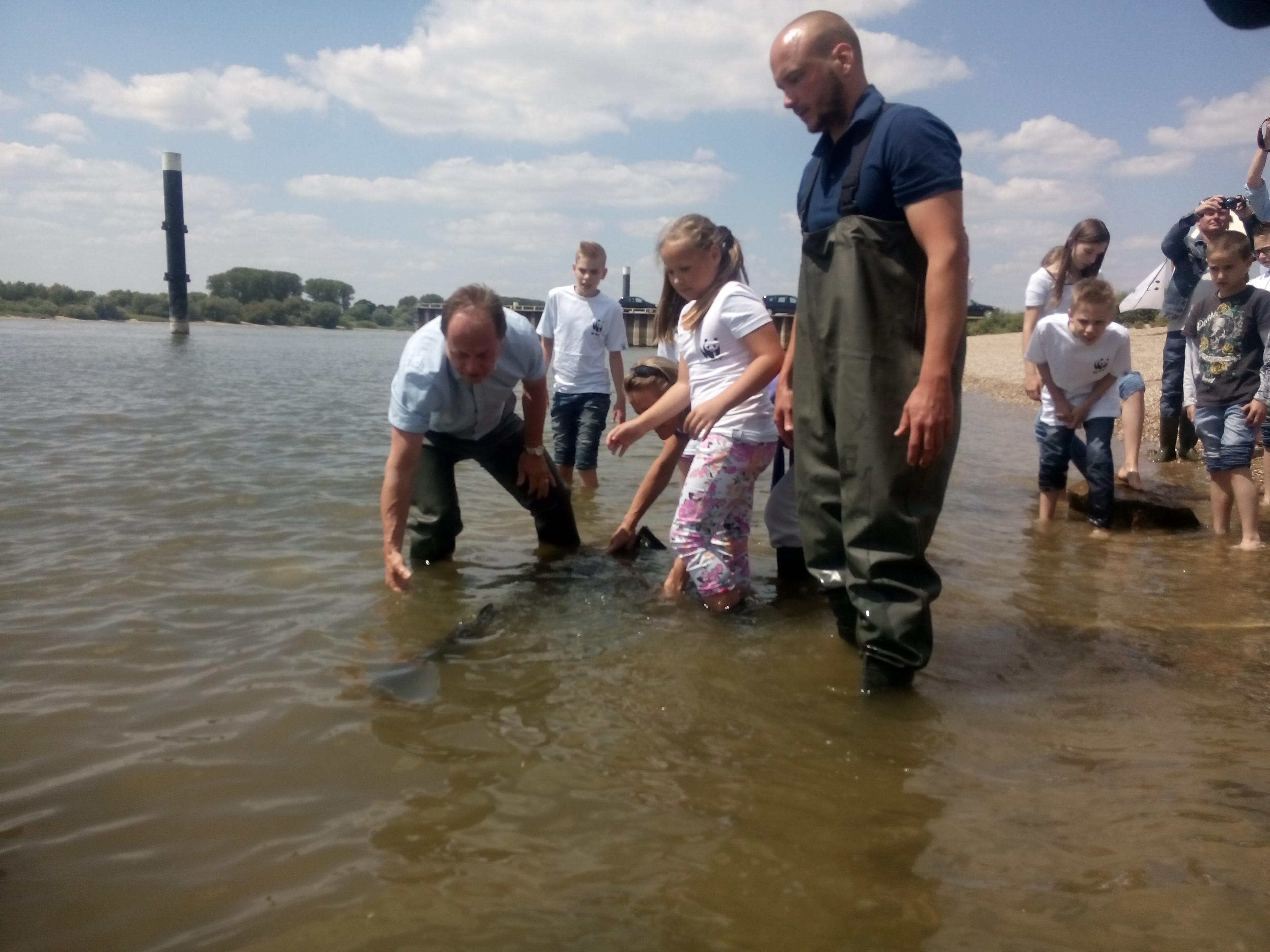 Steur uitzetten juni 2015 in Spijk