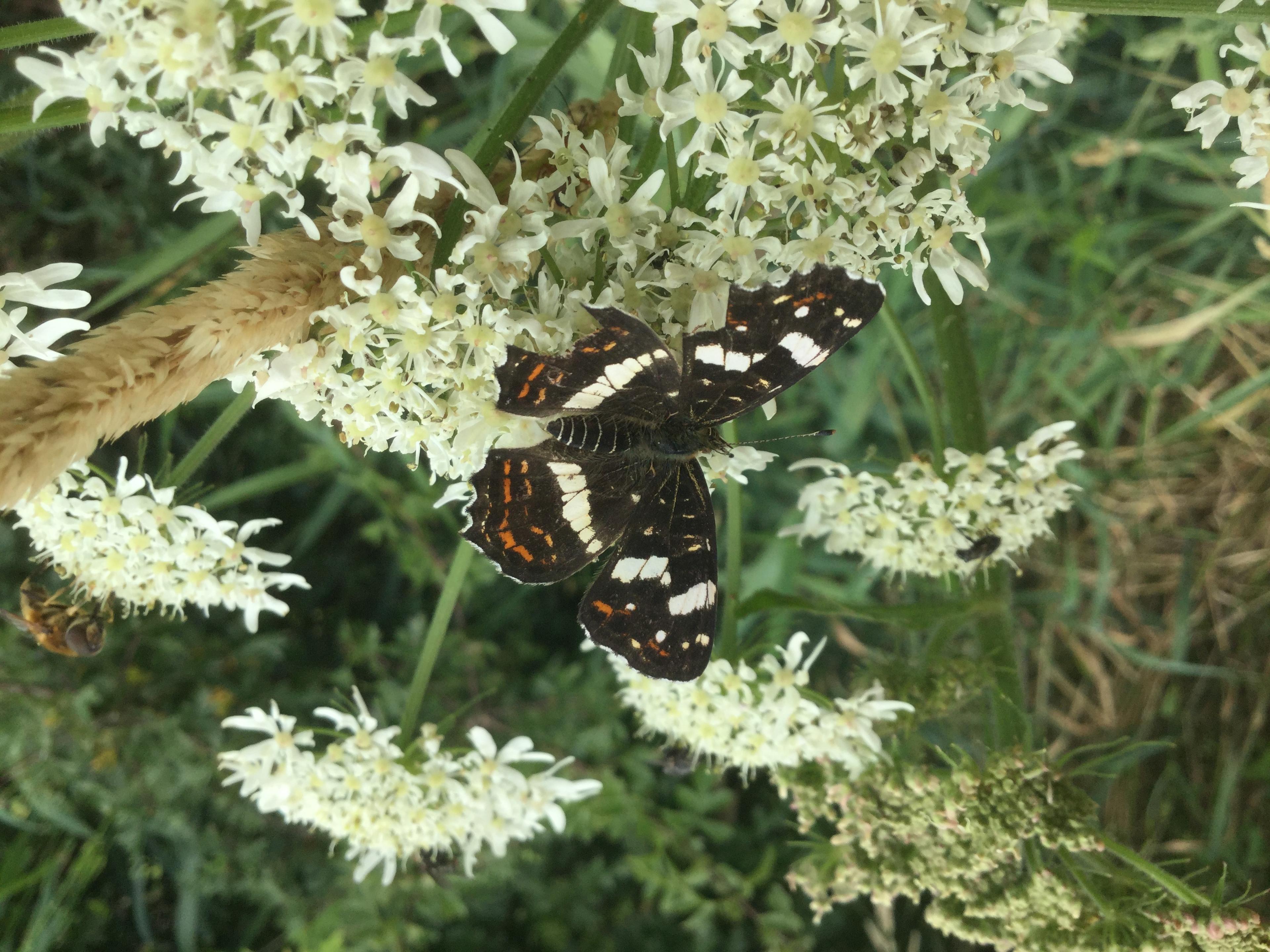 insecten