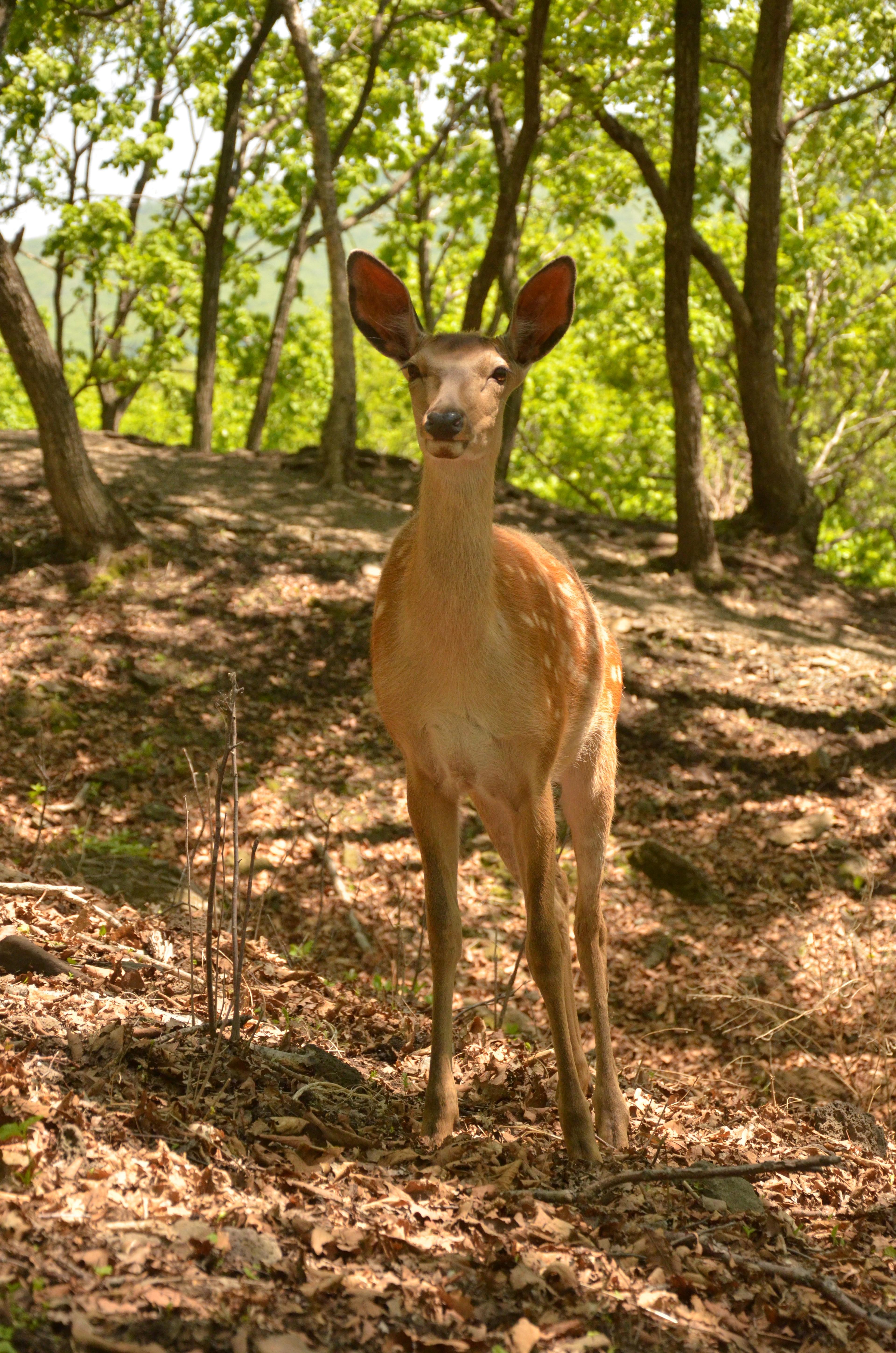 Sika hert