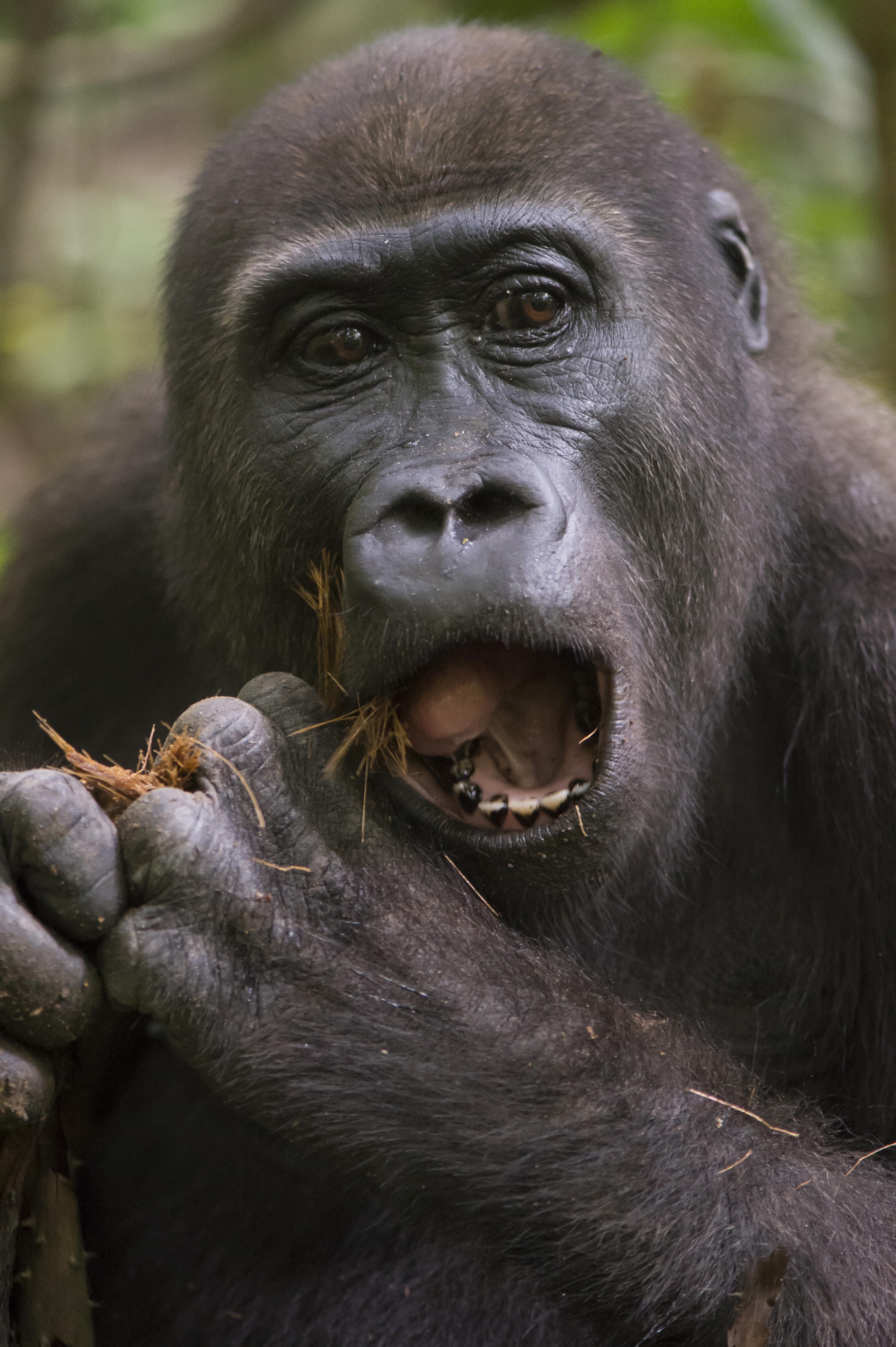 Gorilla knaagt aan eten Dzanga Sanga