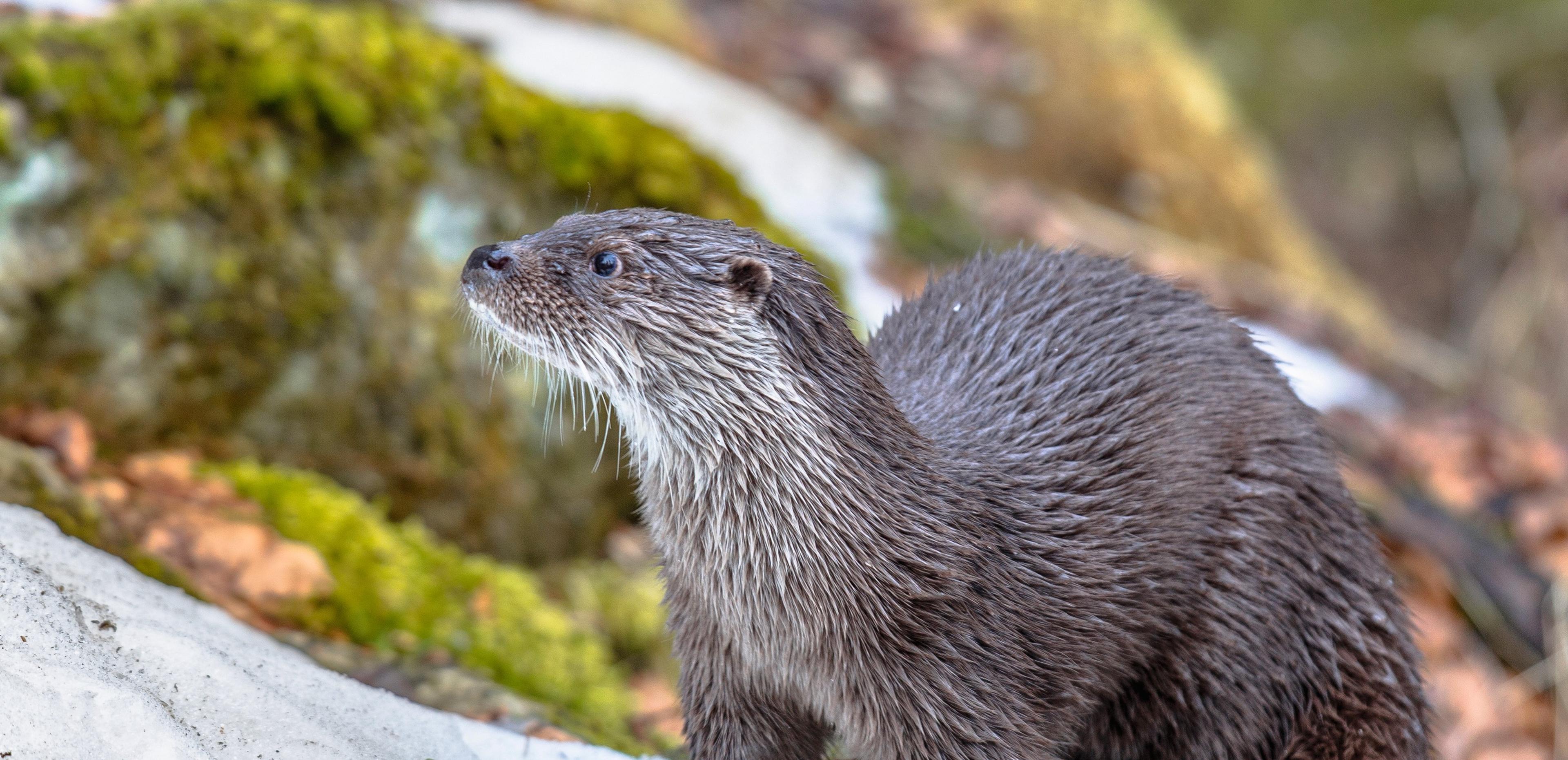 Een otter