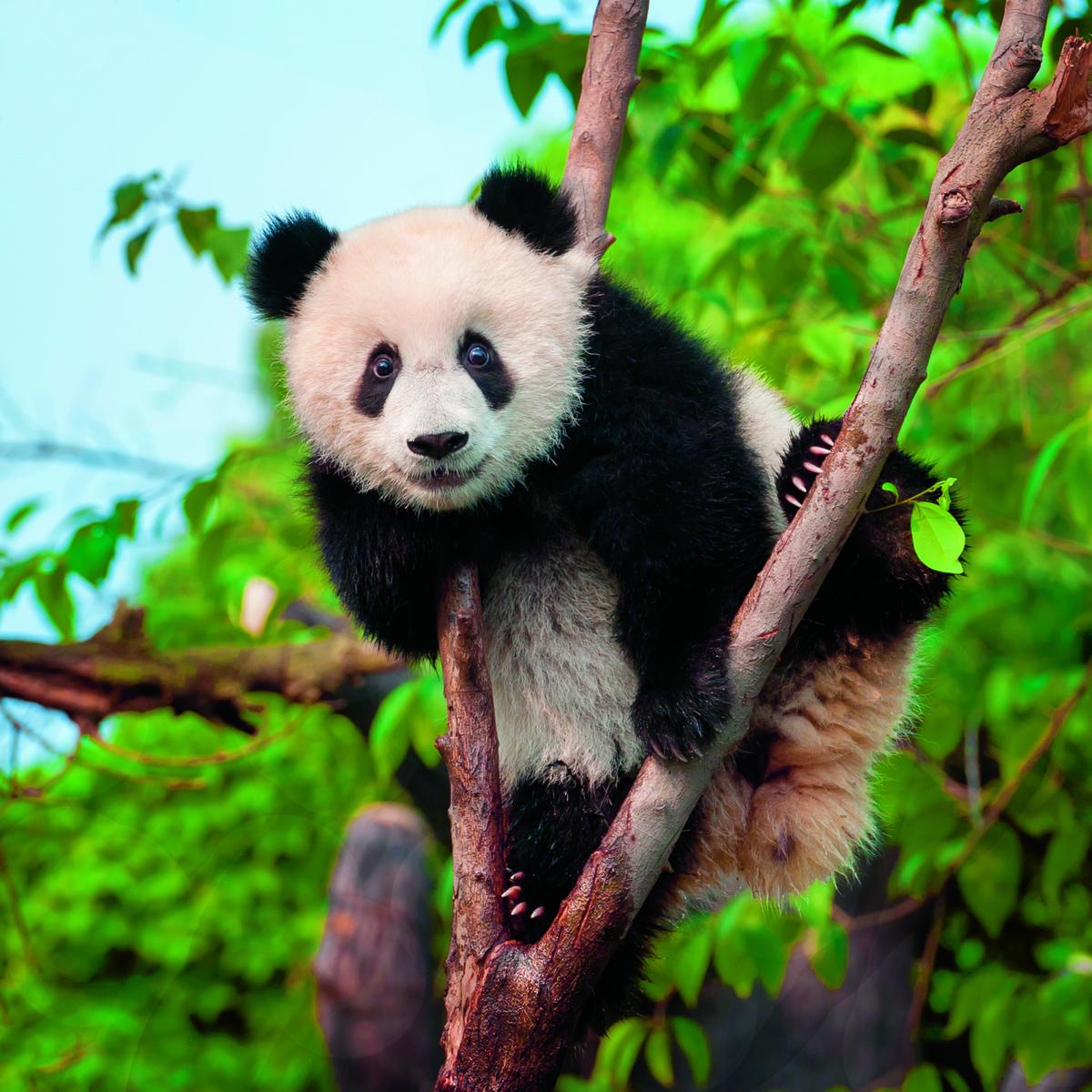 Reuzenpanda