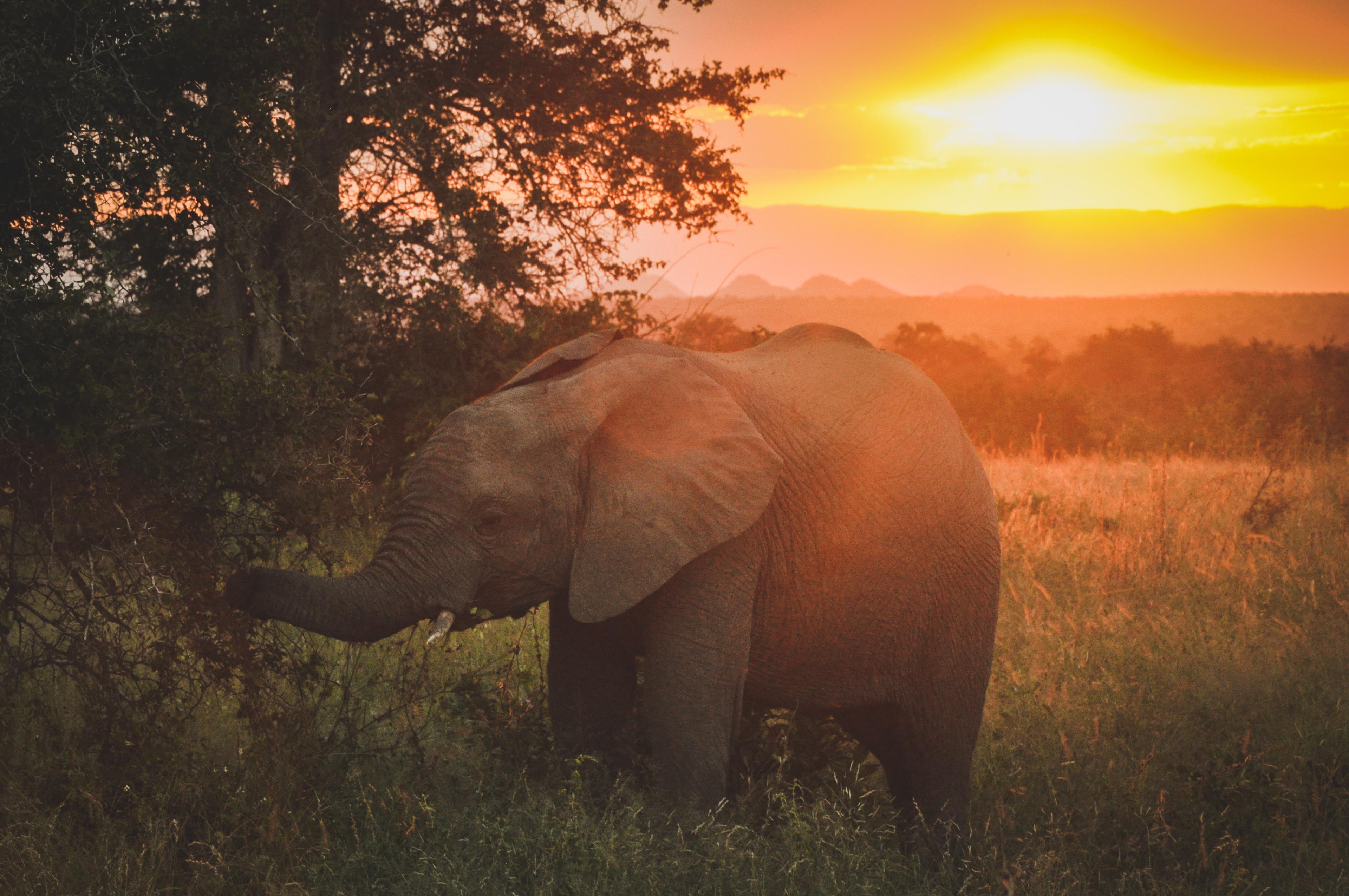 Olifant staat in het gras met zonsondergang
