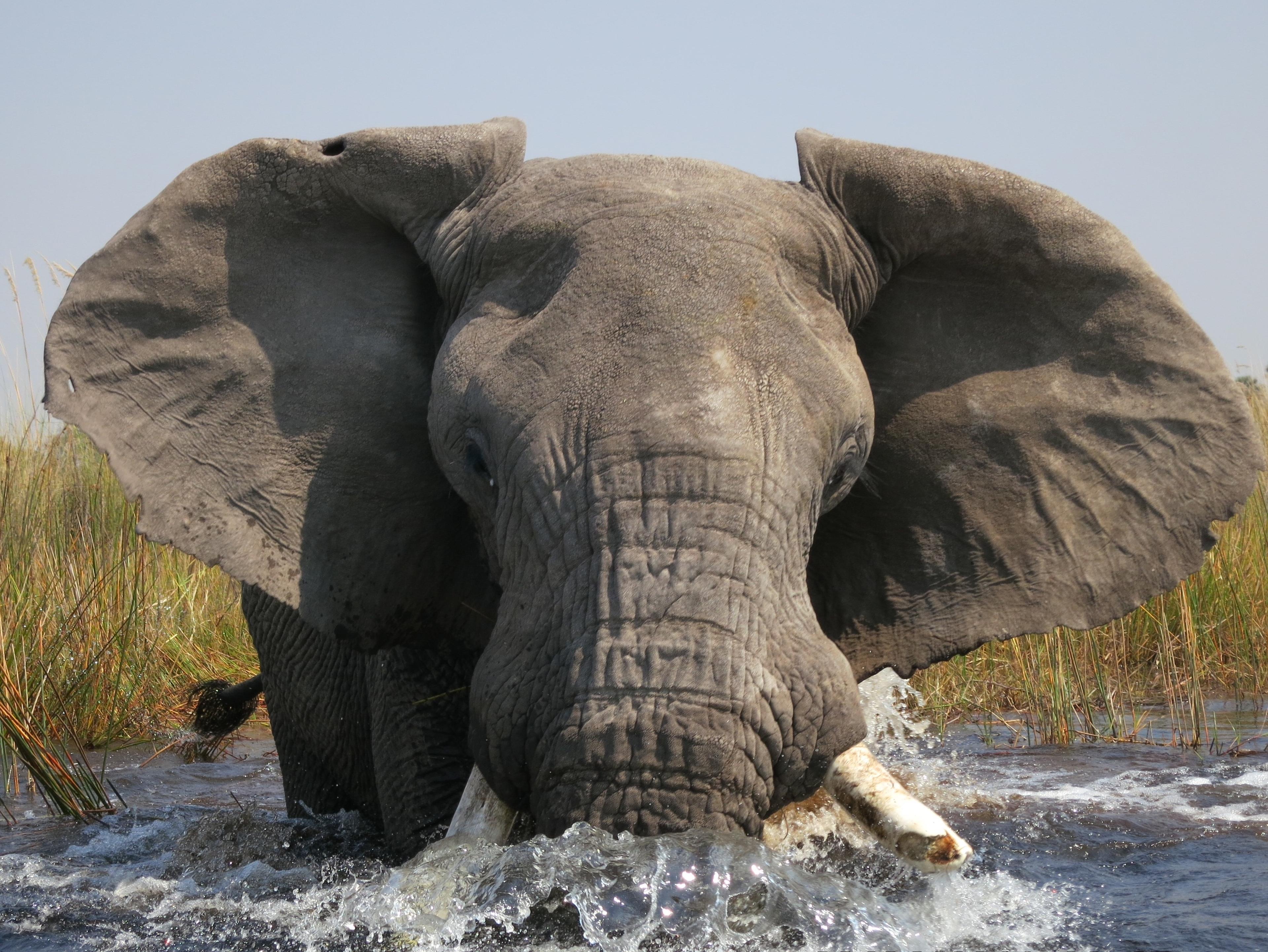 Olifant in het water
