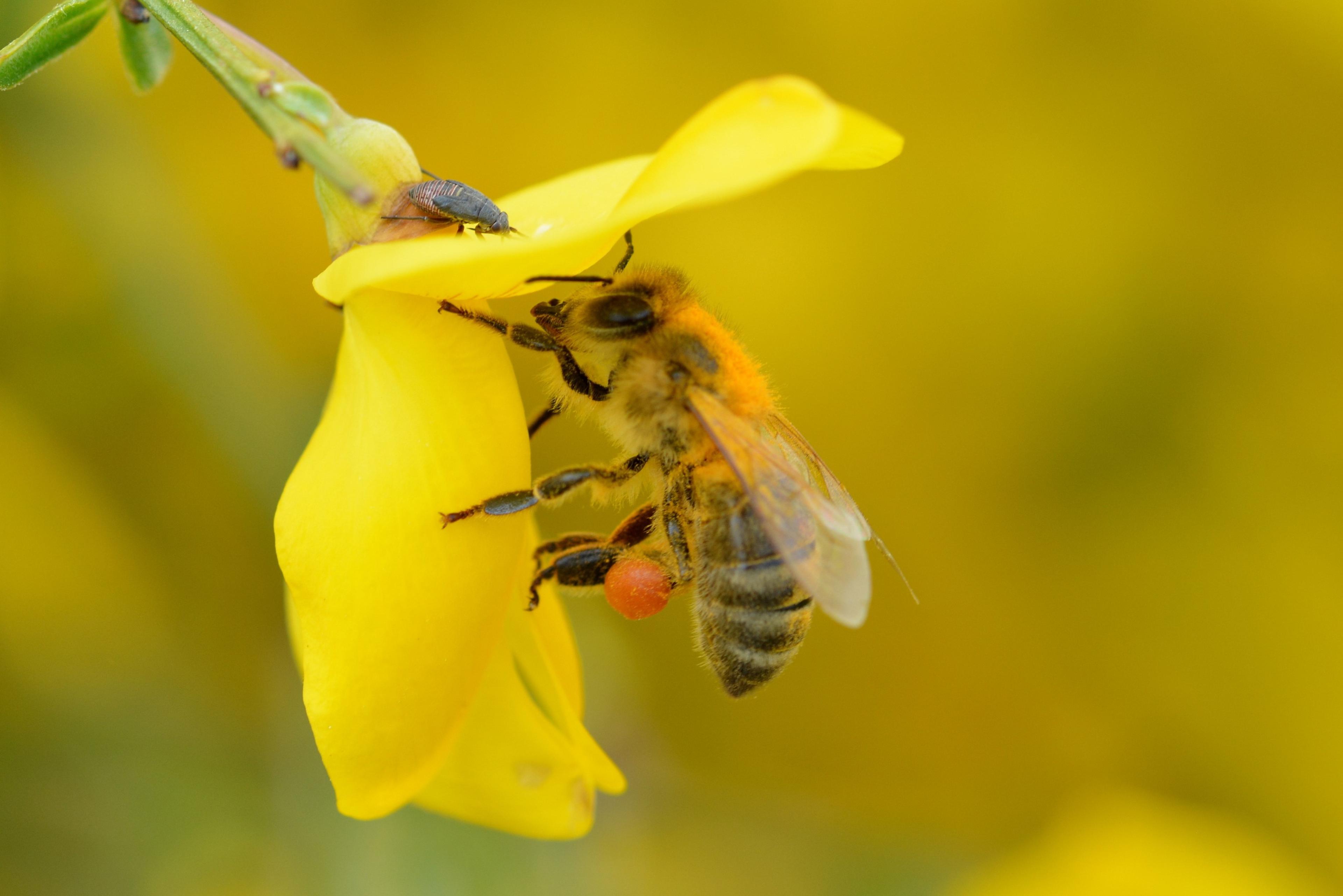Bij op bloem