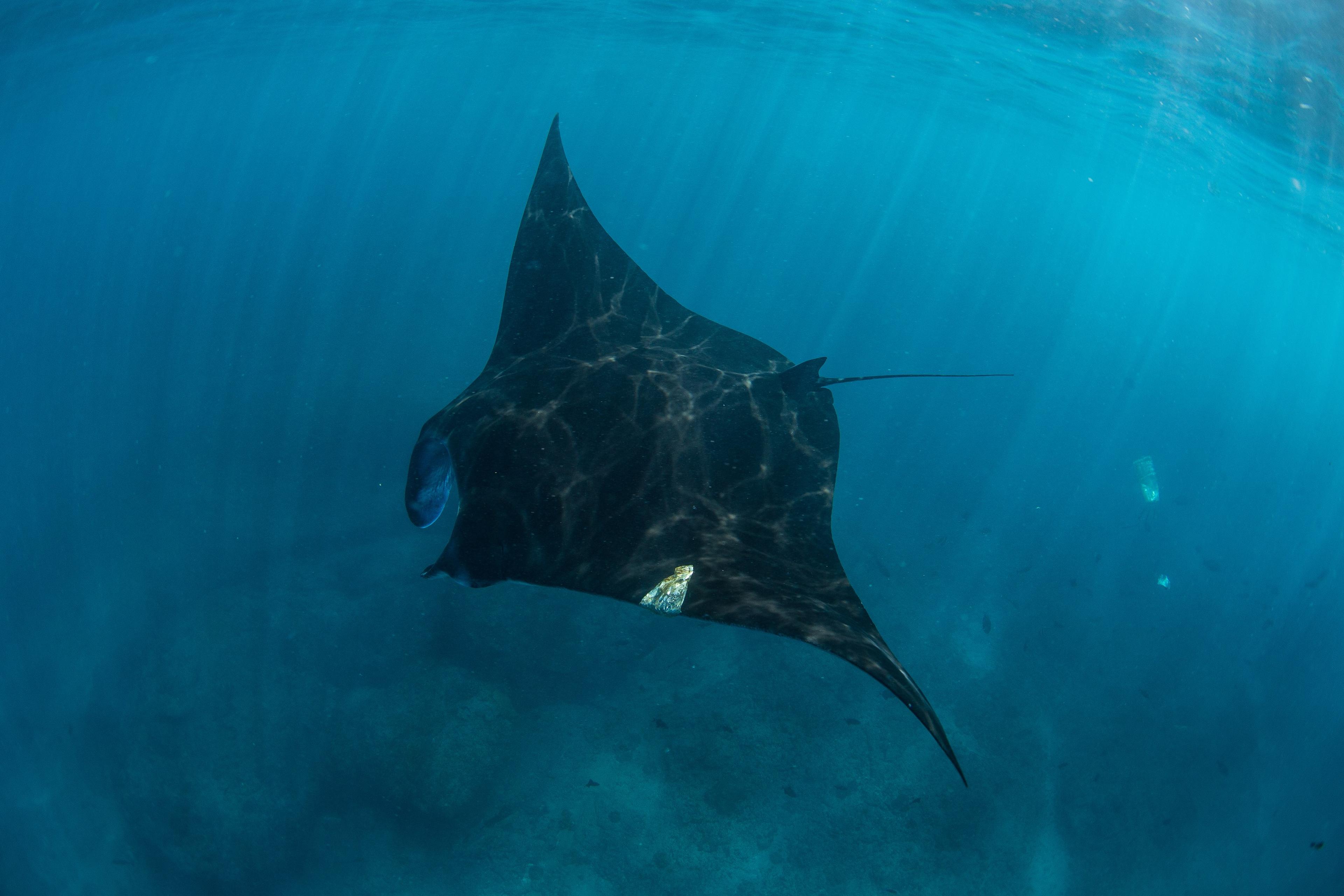 Manta zwemt in de zee