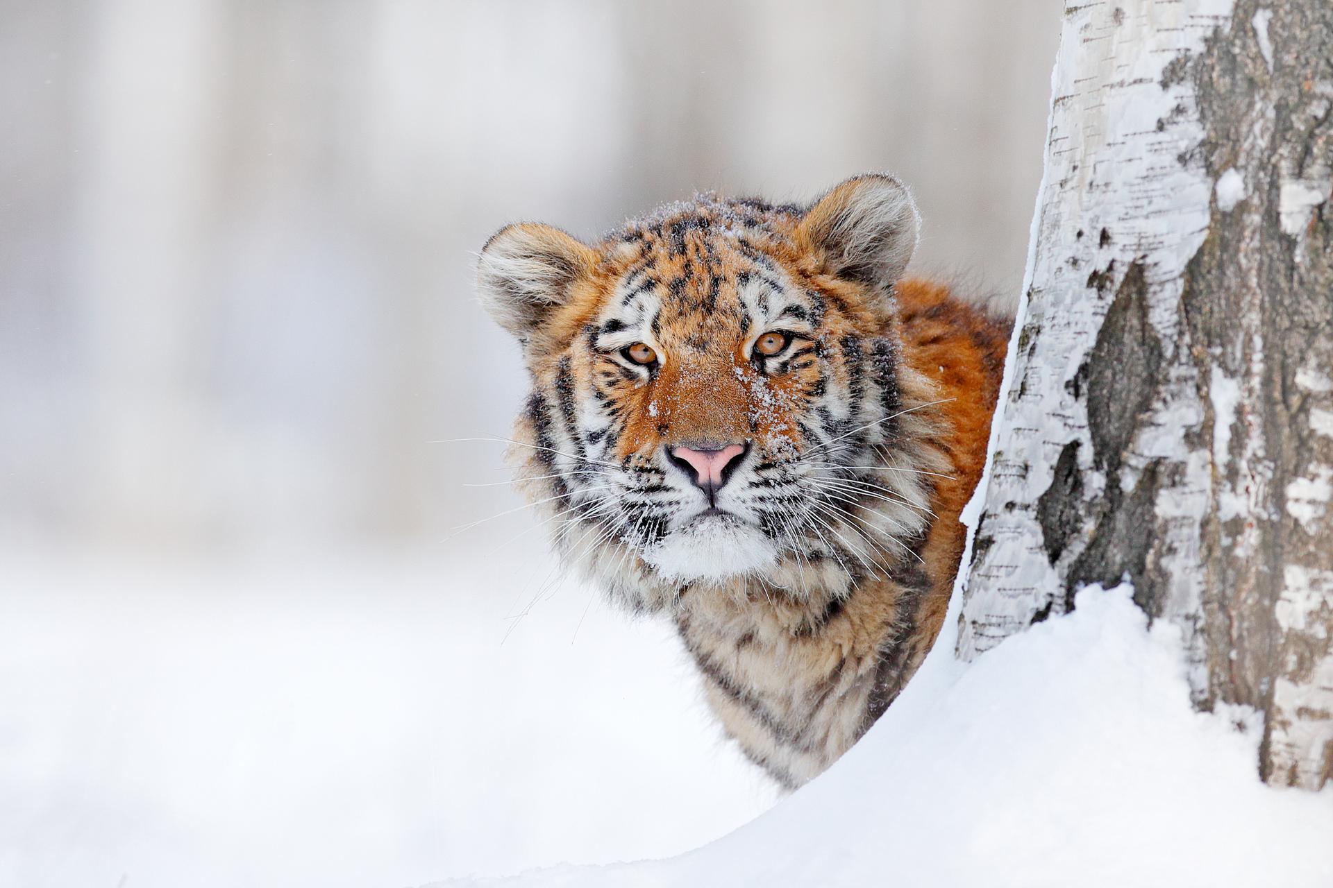 Amoertijger in de sneeuw