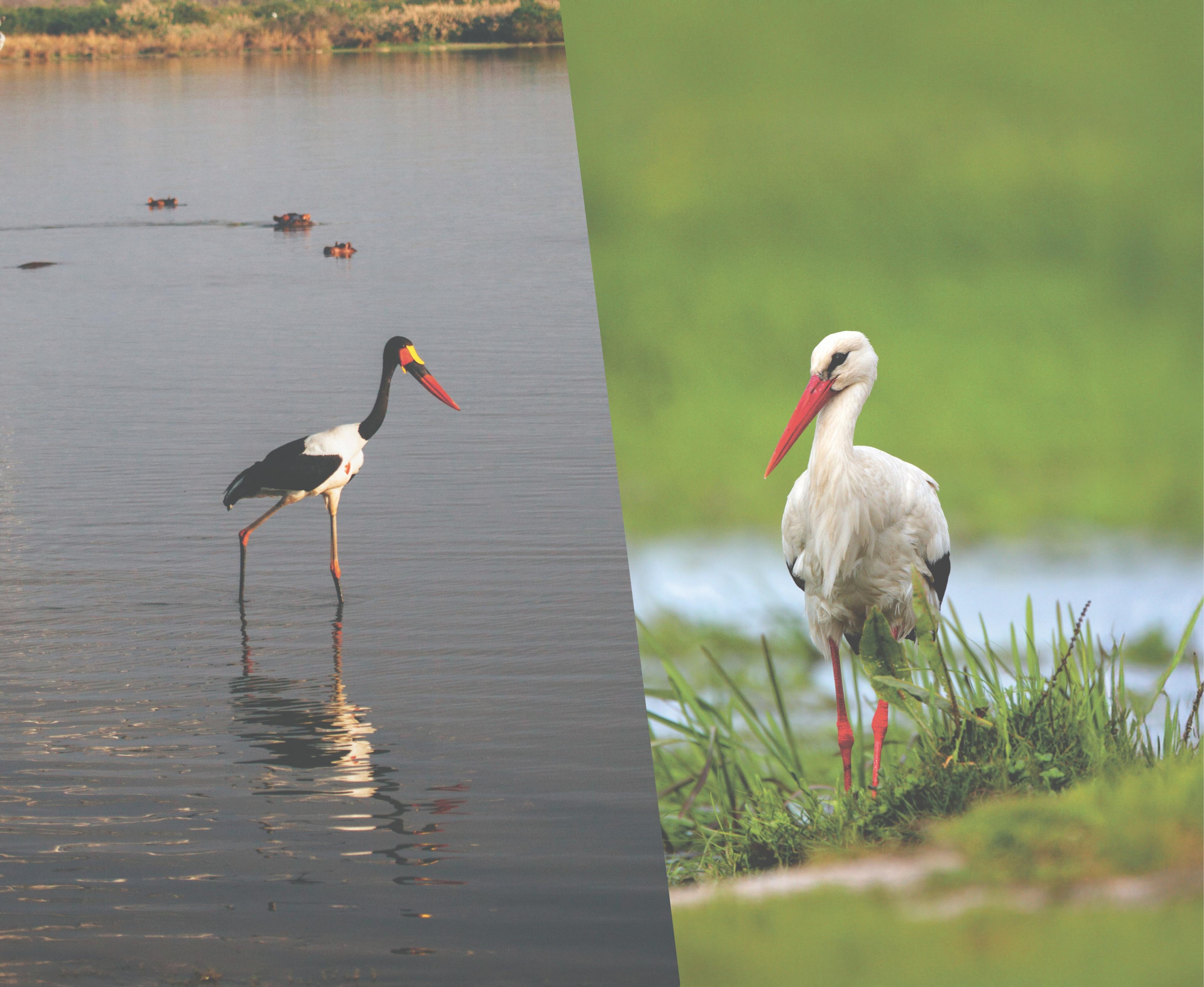 Zandbekooievaar in Tanzania (L) en witte ooievaar in de Nederlandse polder (R)