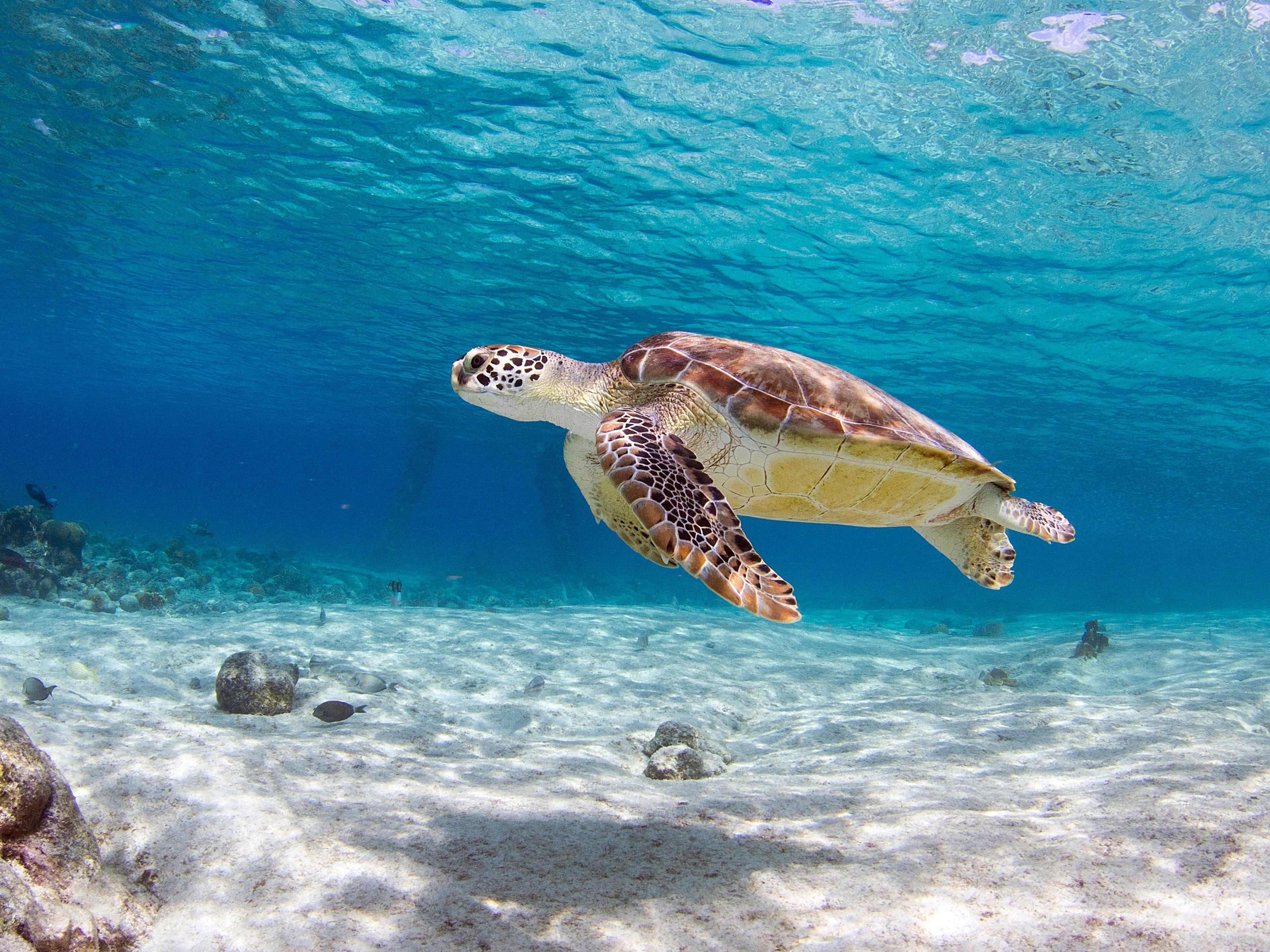 Zeeschildpad zwemt in ondiep water