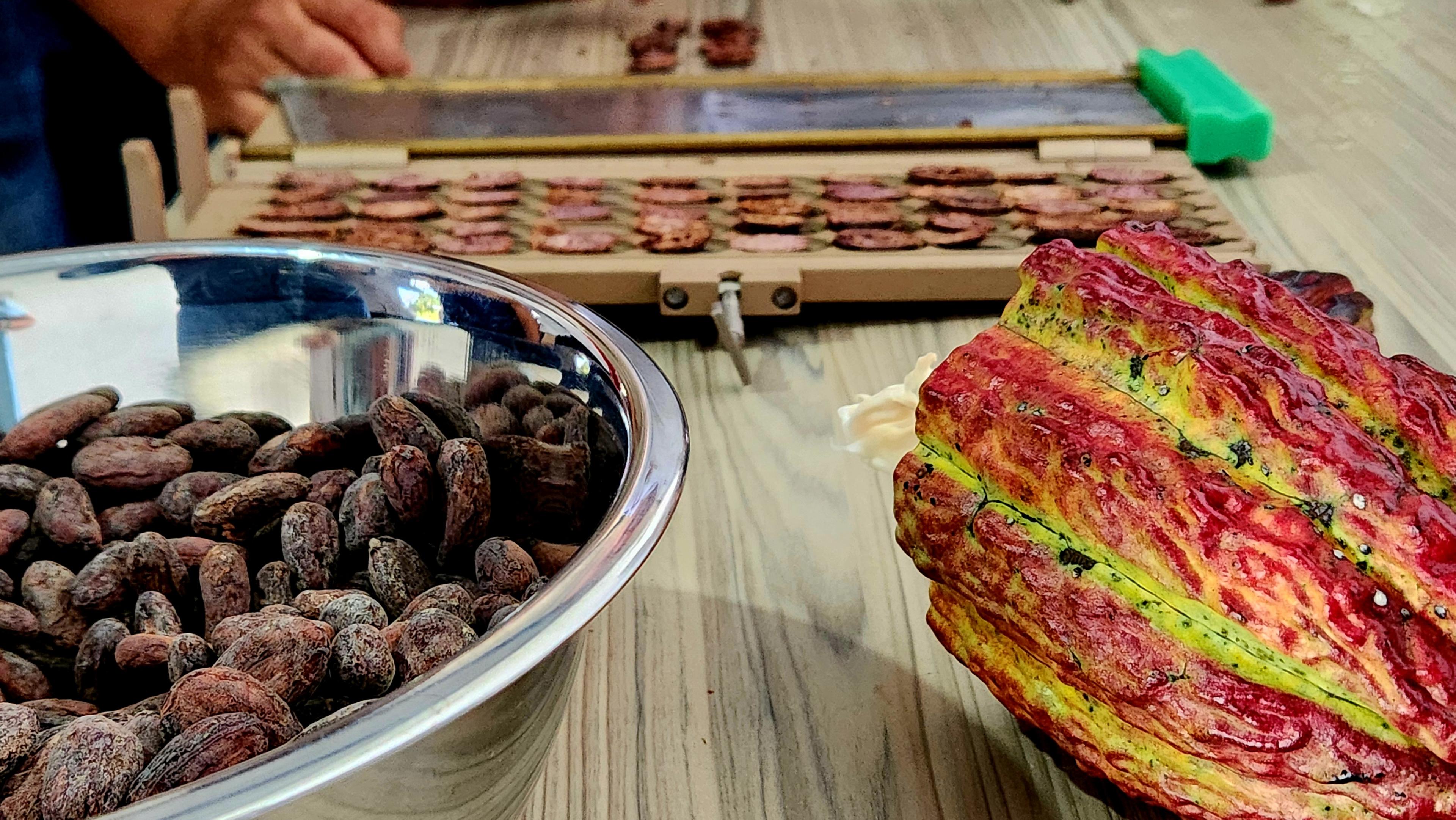 cacao bonen in een zilverkleurige schaal en een cacaobonenn vrucht ernaast op een houten tafel