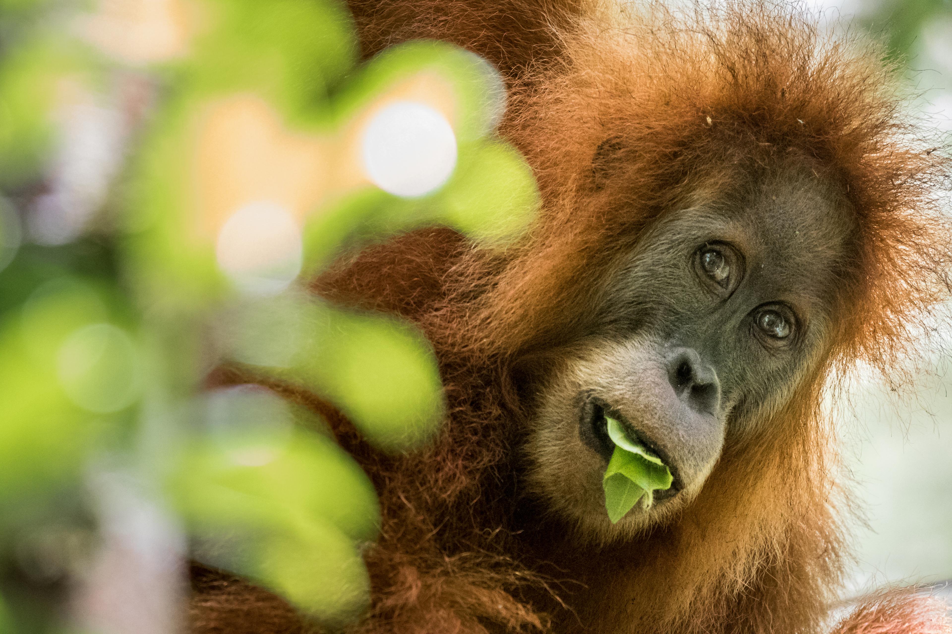 Orang-oetan met groene blaadjes in zijn mond