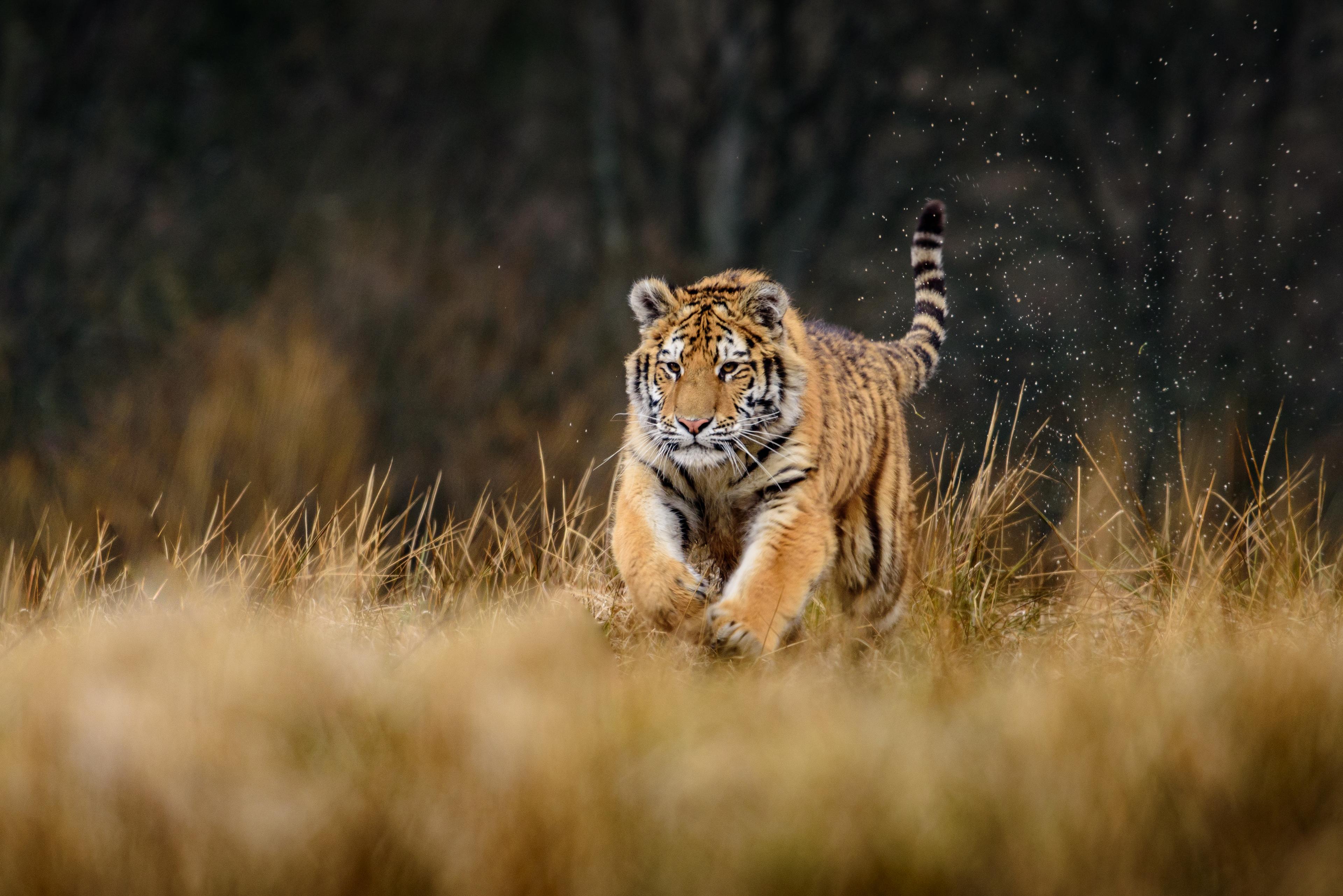 Red de dieren!
