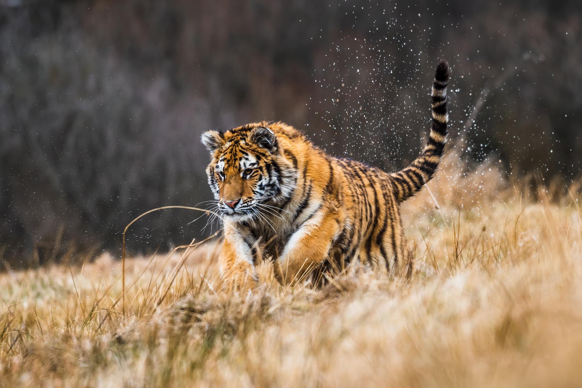 Tijger springt