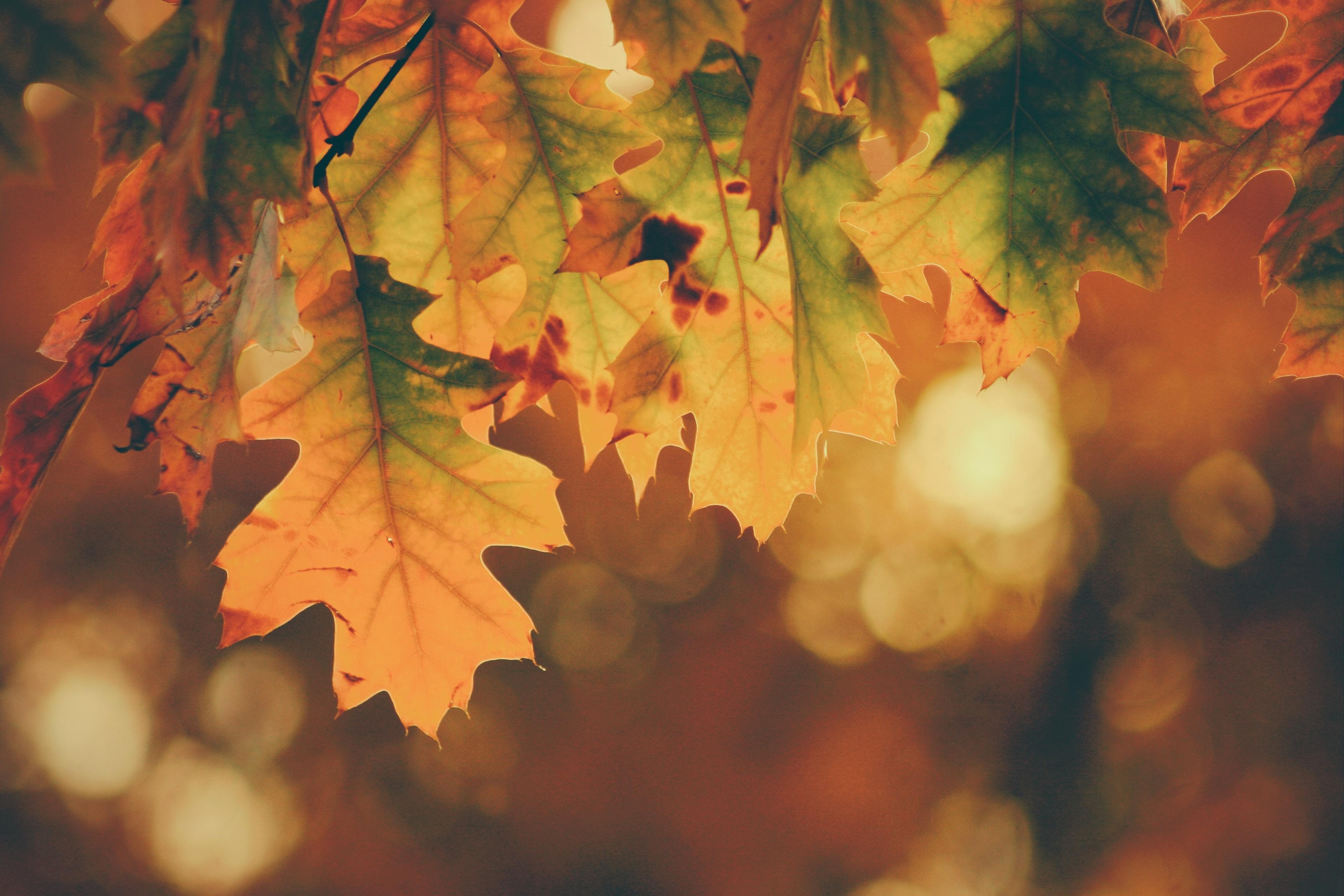Close-up herfst bladeren aan boom