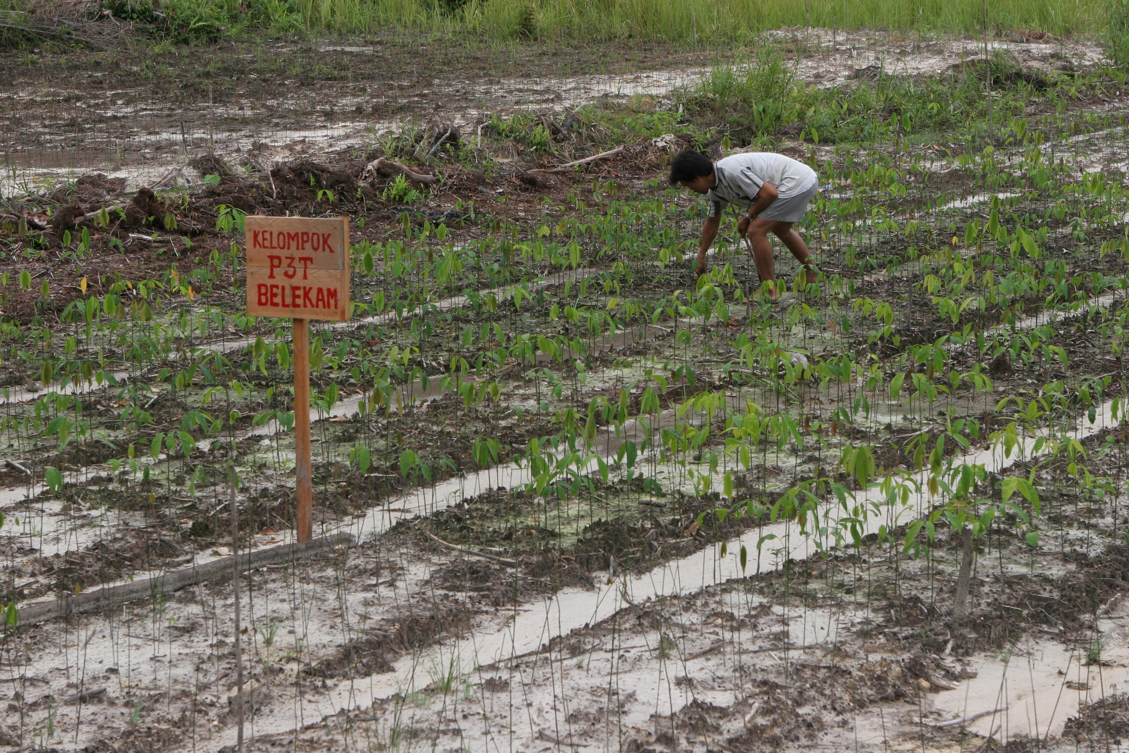 Een man plant plantjes, Indonesië