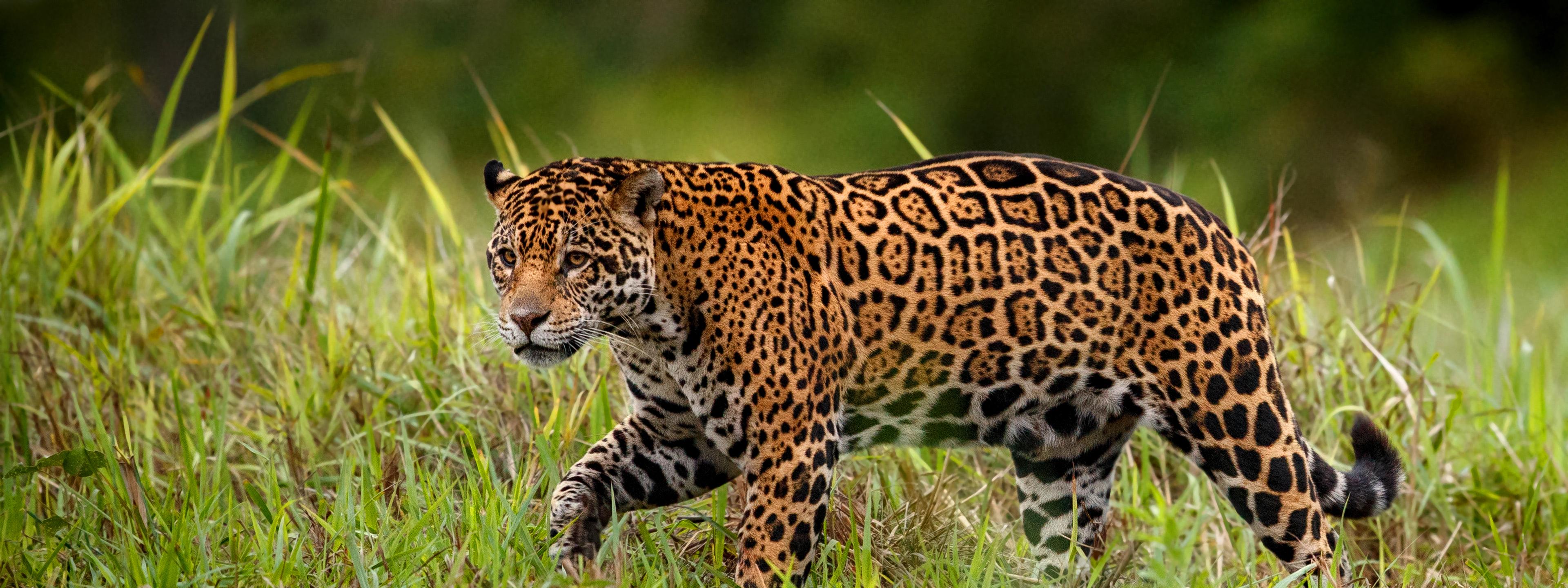 Jaguar loopt door het gras